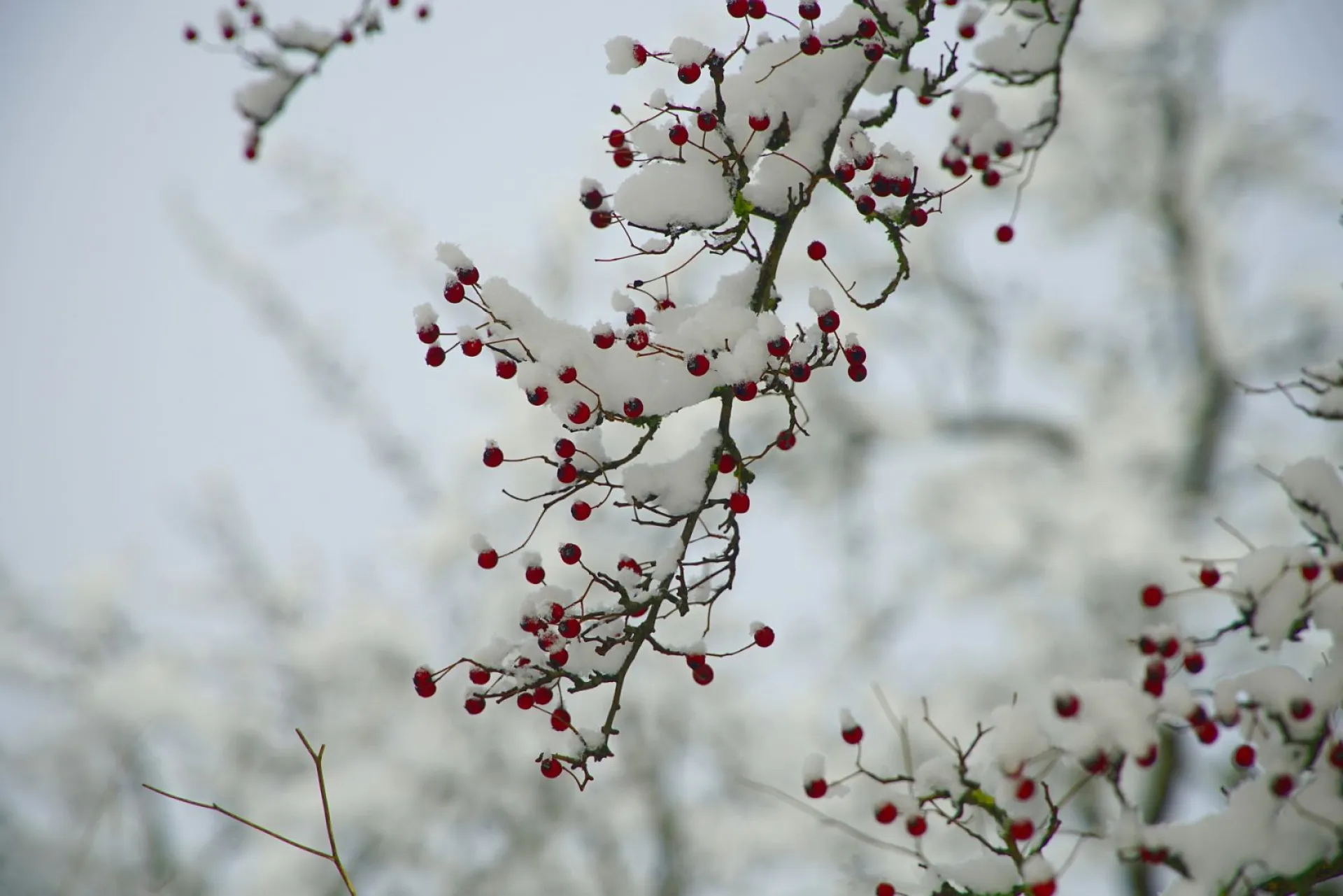 Никола Зимний: традиции и приметы на 19 декабря Никола Зимний: традиции и приметы на 19 декабря