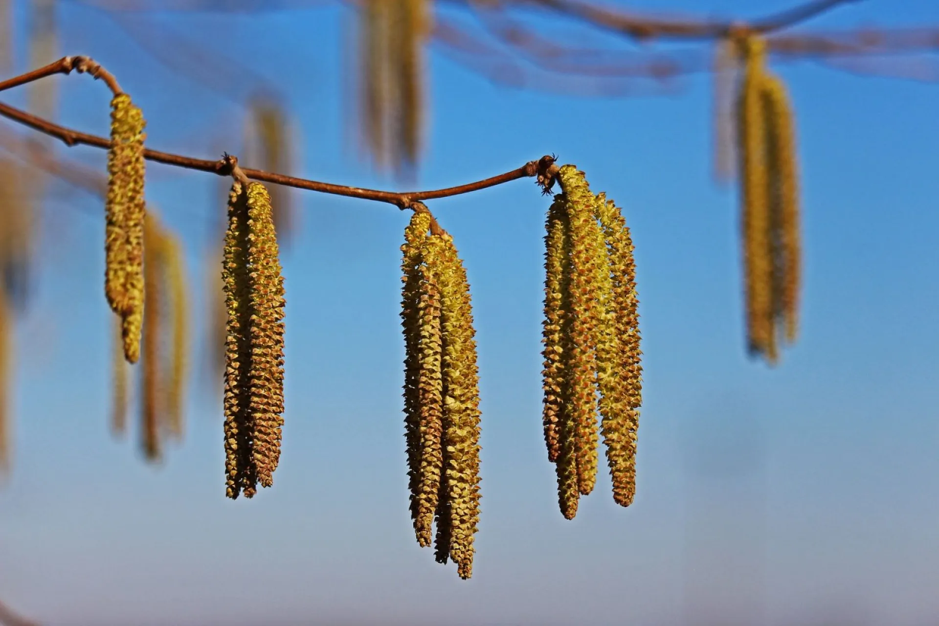 Канун Благовещения: традиции и приметы на 6 апреля Канун Благовещения: традиции и приметы на 6 апреля
