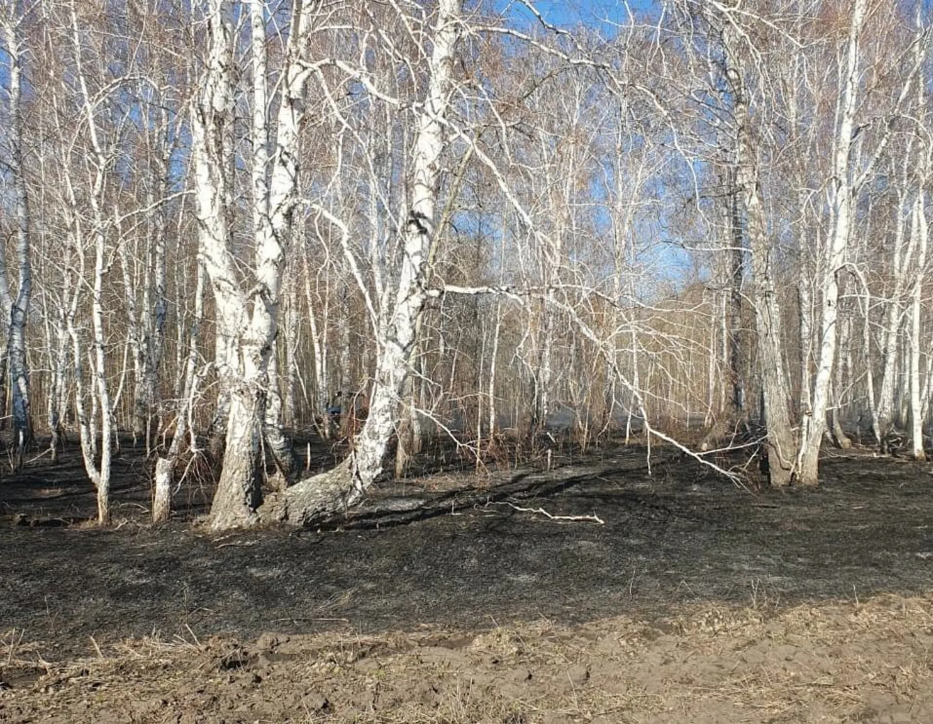 Первого виновника лесного пожара задержали в Алтайском крае