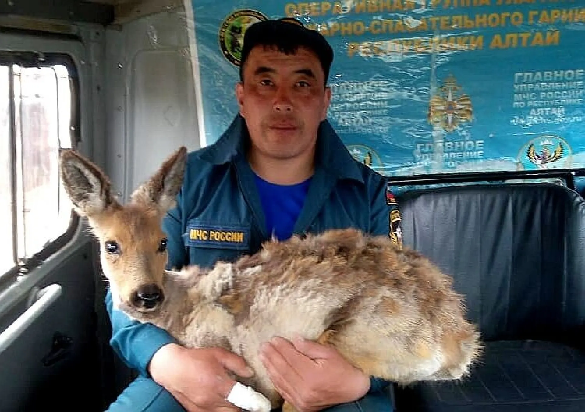 Алтайские пожарные спасли косулю от стаи собак