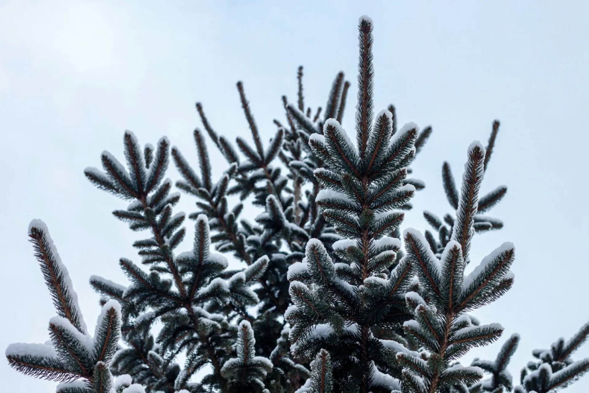 Трифонов день: традиции и приметы на 14 февраля