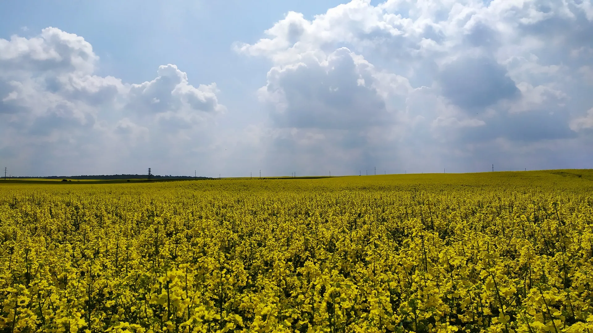 Кратковременный дождь: о погоде в Алтайском крае 21 июля