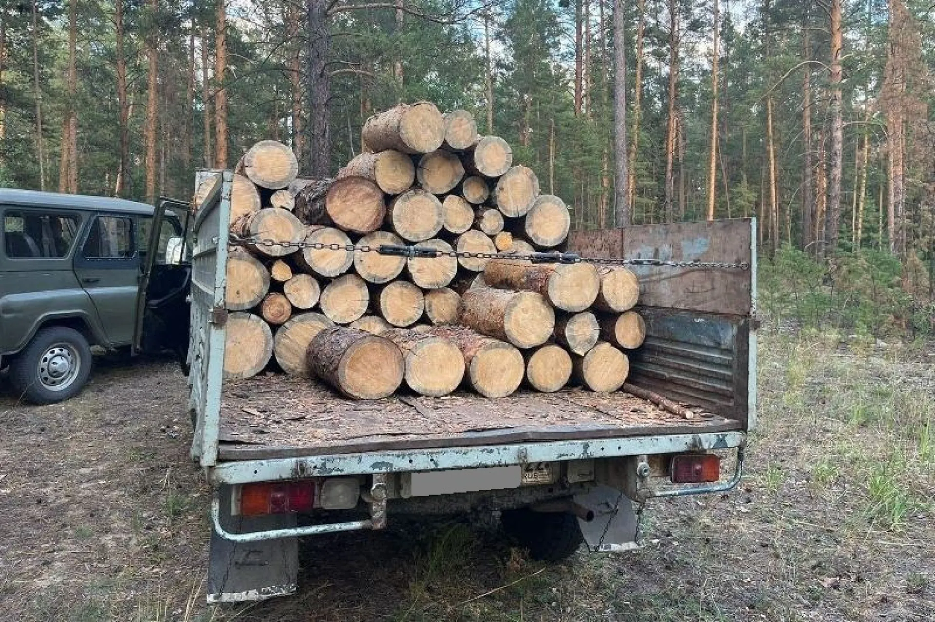 В Рубцовске полицейские поймали лесного вредителя В Рубцовске полицейские поймали лесного вредителя