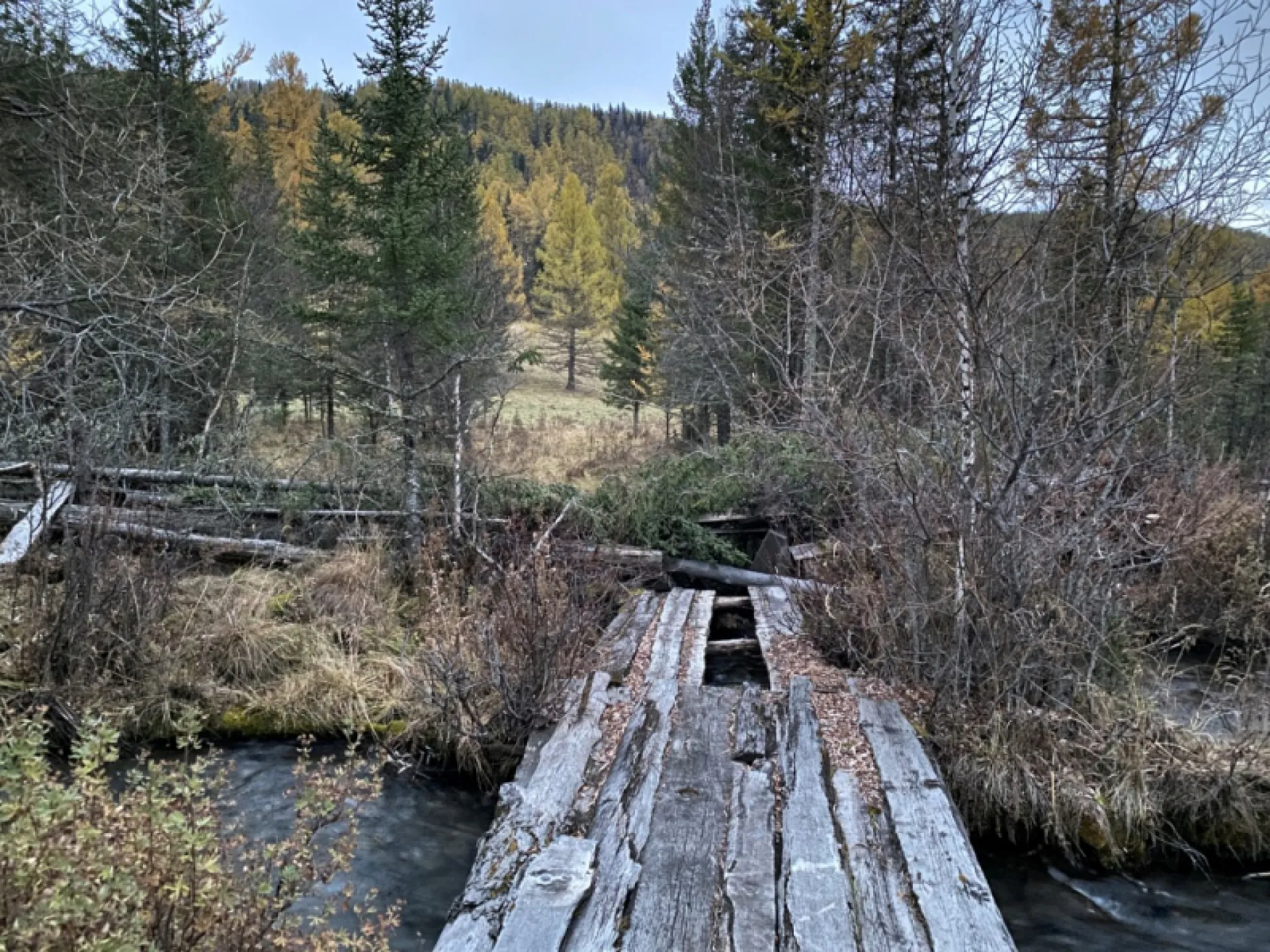 Мужчина на Алтае нарубил более 50 деревьев, чтобы на его участок не заходили коровы соседа