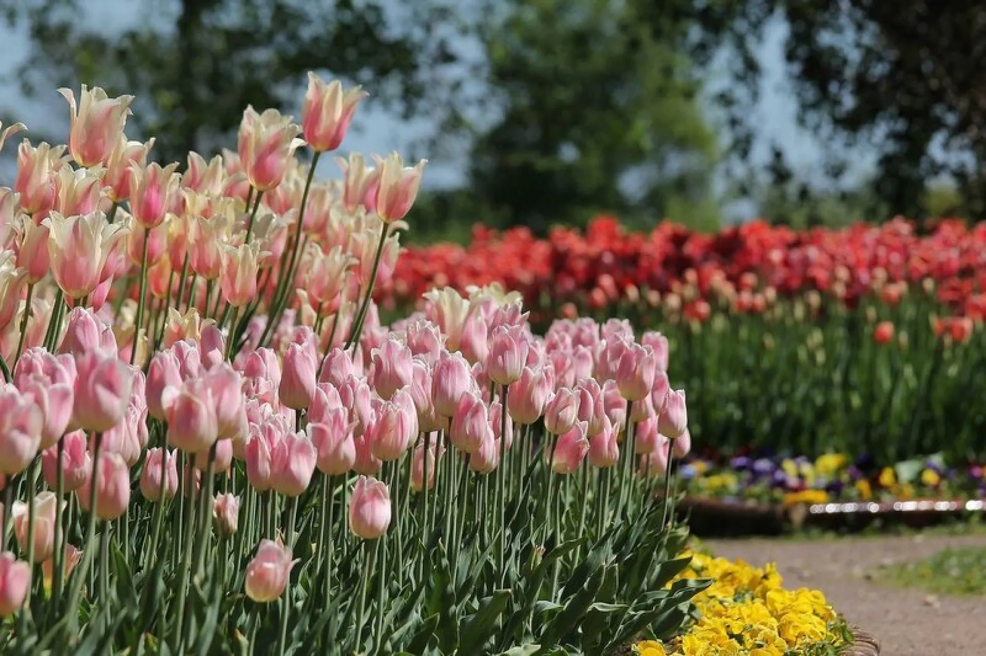 Рассказываем о погоде в праздничные майские дни в Алтайском крае