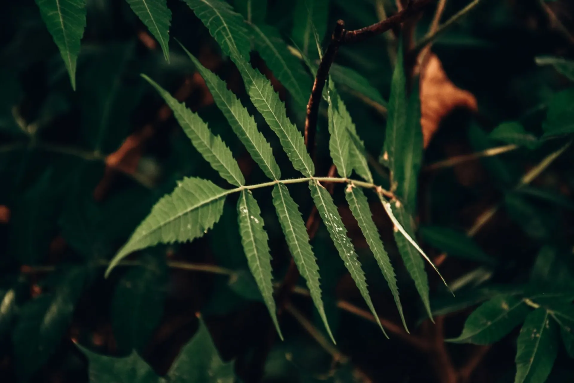 Михеев день: традиции и приметы на 27 августа Михеев день: традиции и приметы на 27 августа