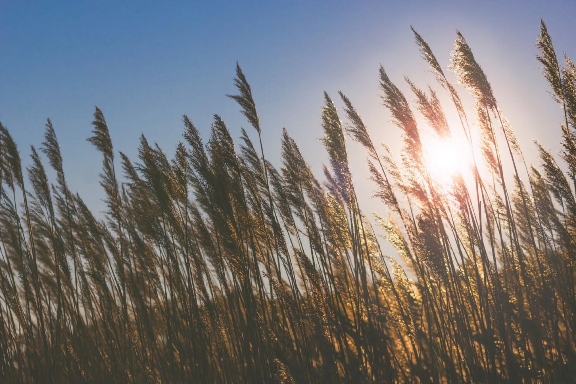 Без осадков: о погоде в Алтайском крае 30 августа Без осадков: о погоде в Алтайском крае 30 августа