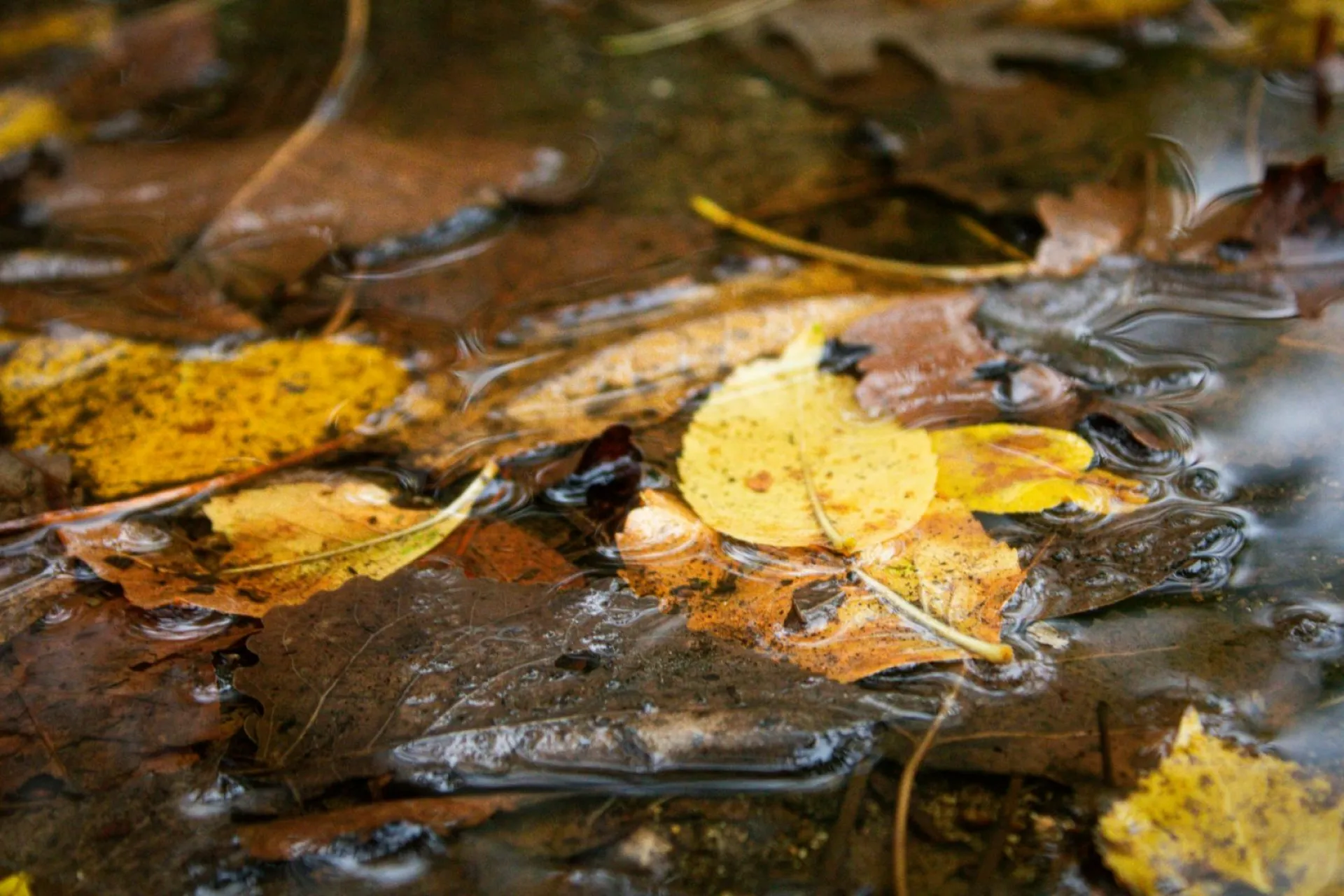 Небольшой дождь: о погоде в Алтайском крае 3 ноября Небольшой дождь: о погоде в Алтайском крае 3 ноября