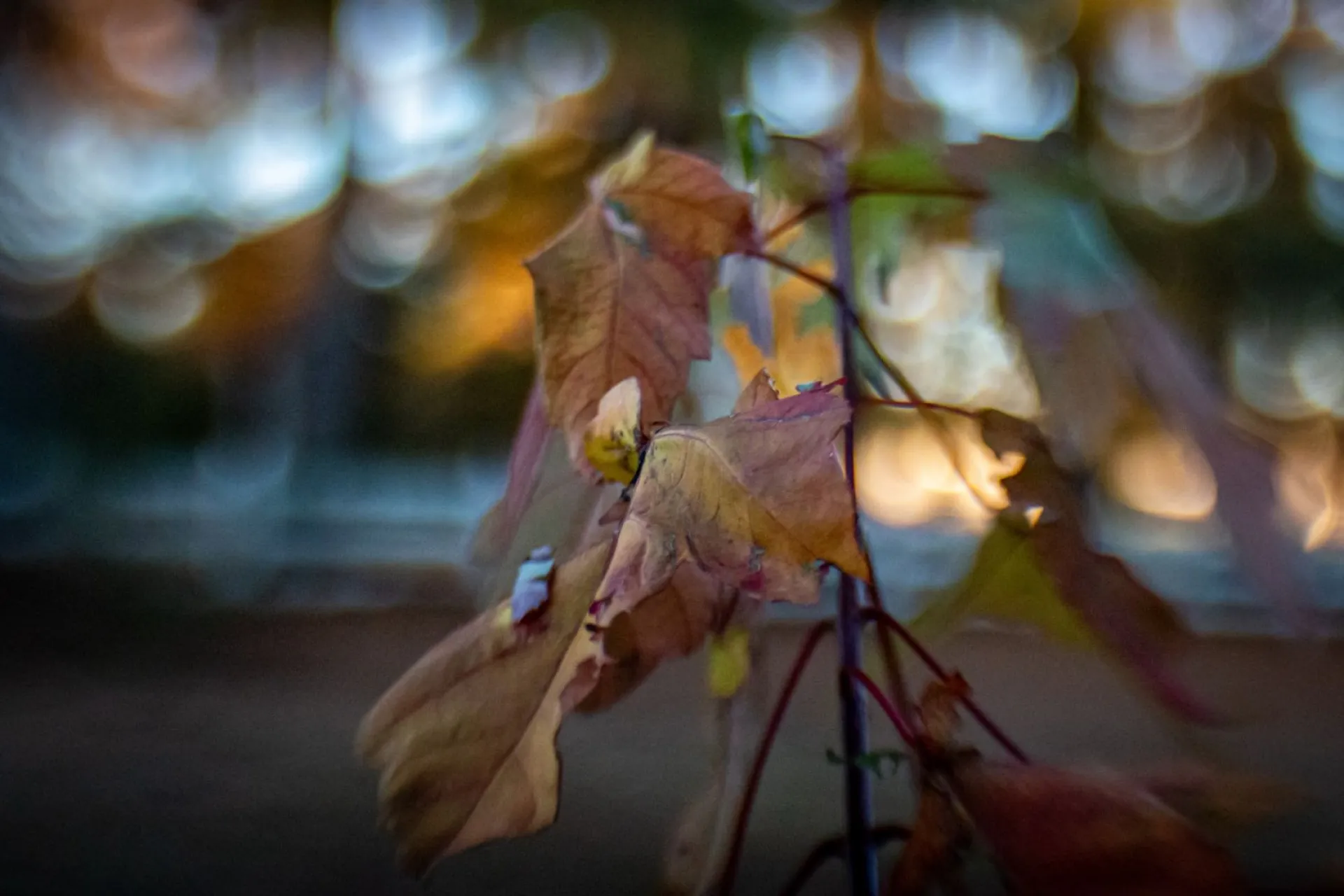 Никита Гусятник: традиции и приметы на 28 сентября Никита Гусятник: традиции и приметы на 28 сентября