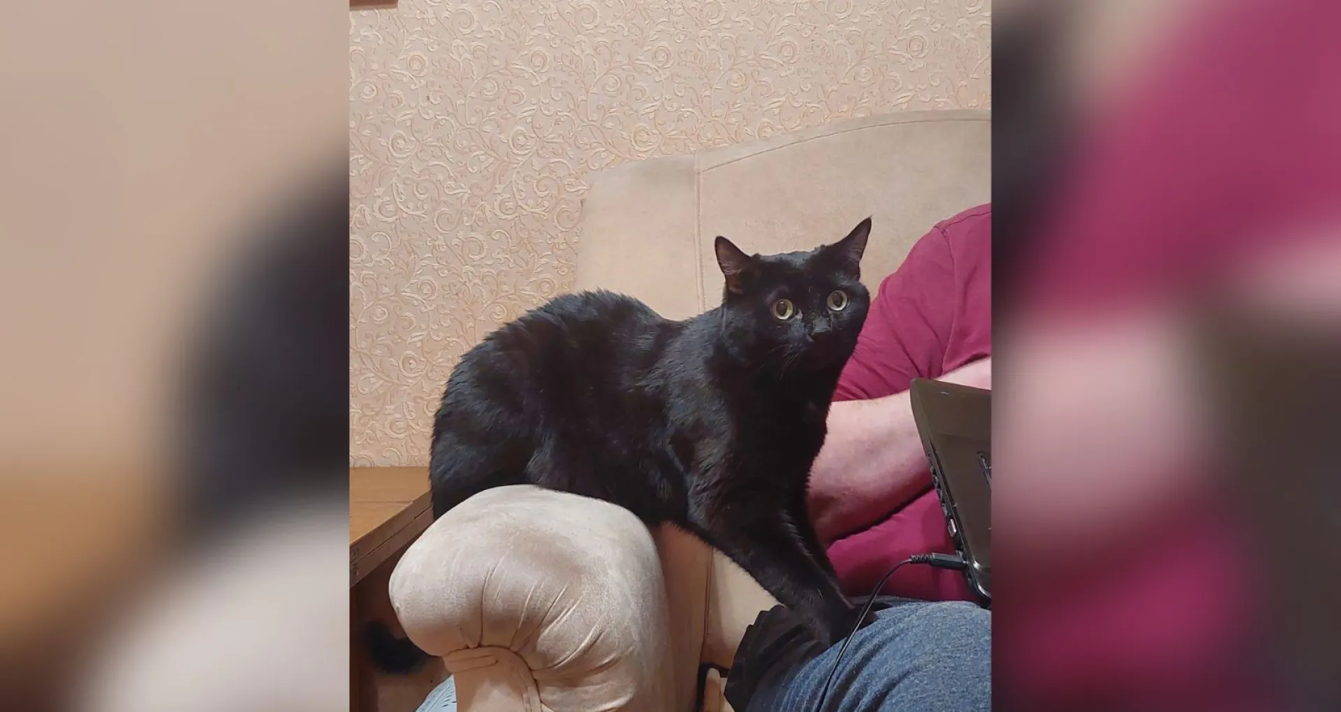 Кошка, которая больше не гуляет сама по себе. Сибиряк с помощью суда запретил хвостатой соседке передвигаться по квартире