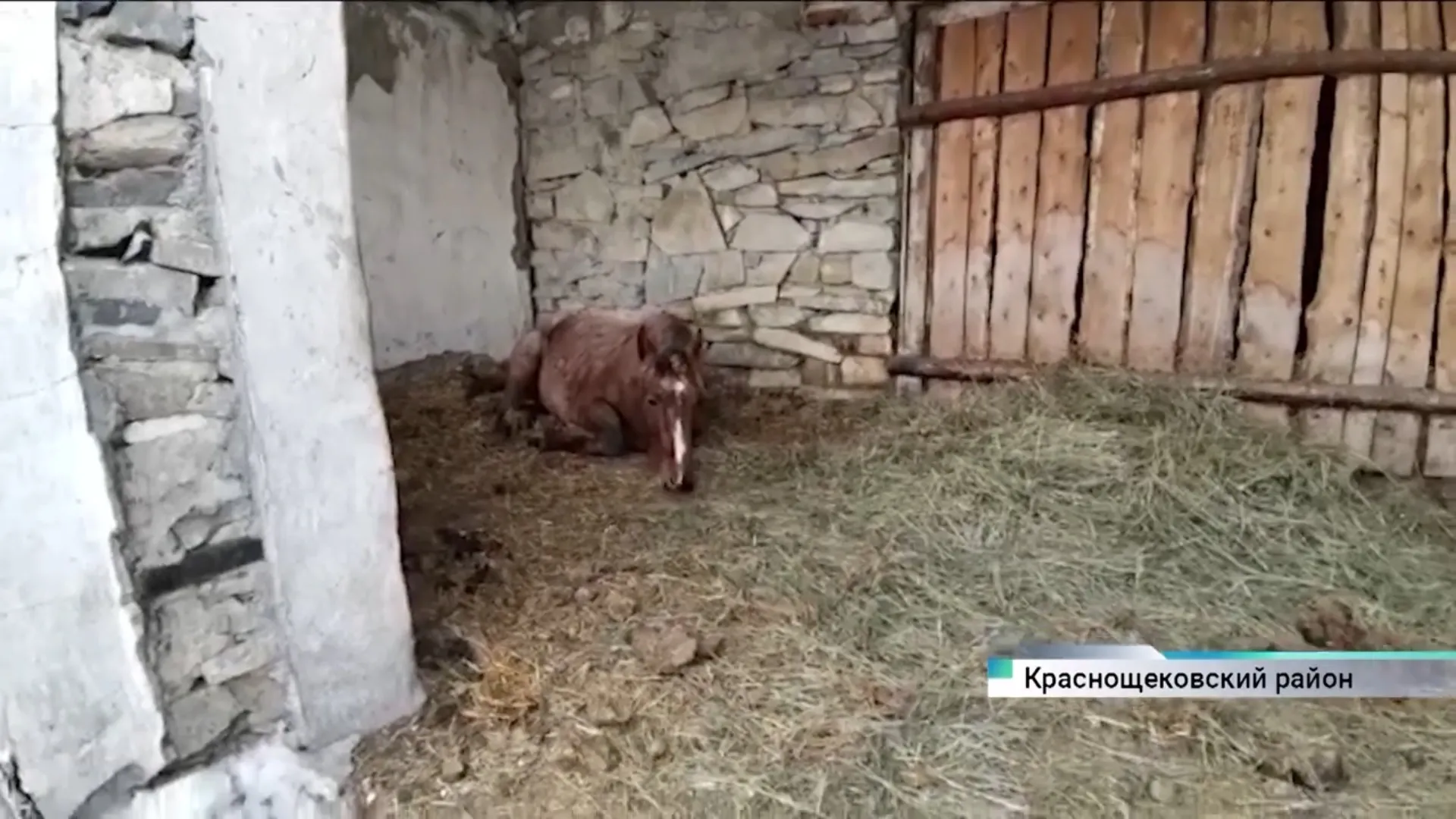 Какая судьба ждёт лошадь, которая неделю простояла с открытым перелом ноги в поле в Краснощековском районе