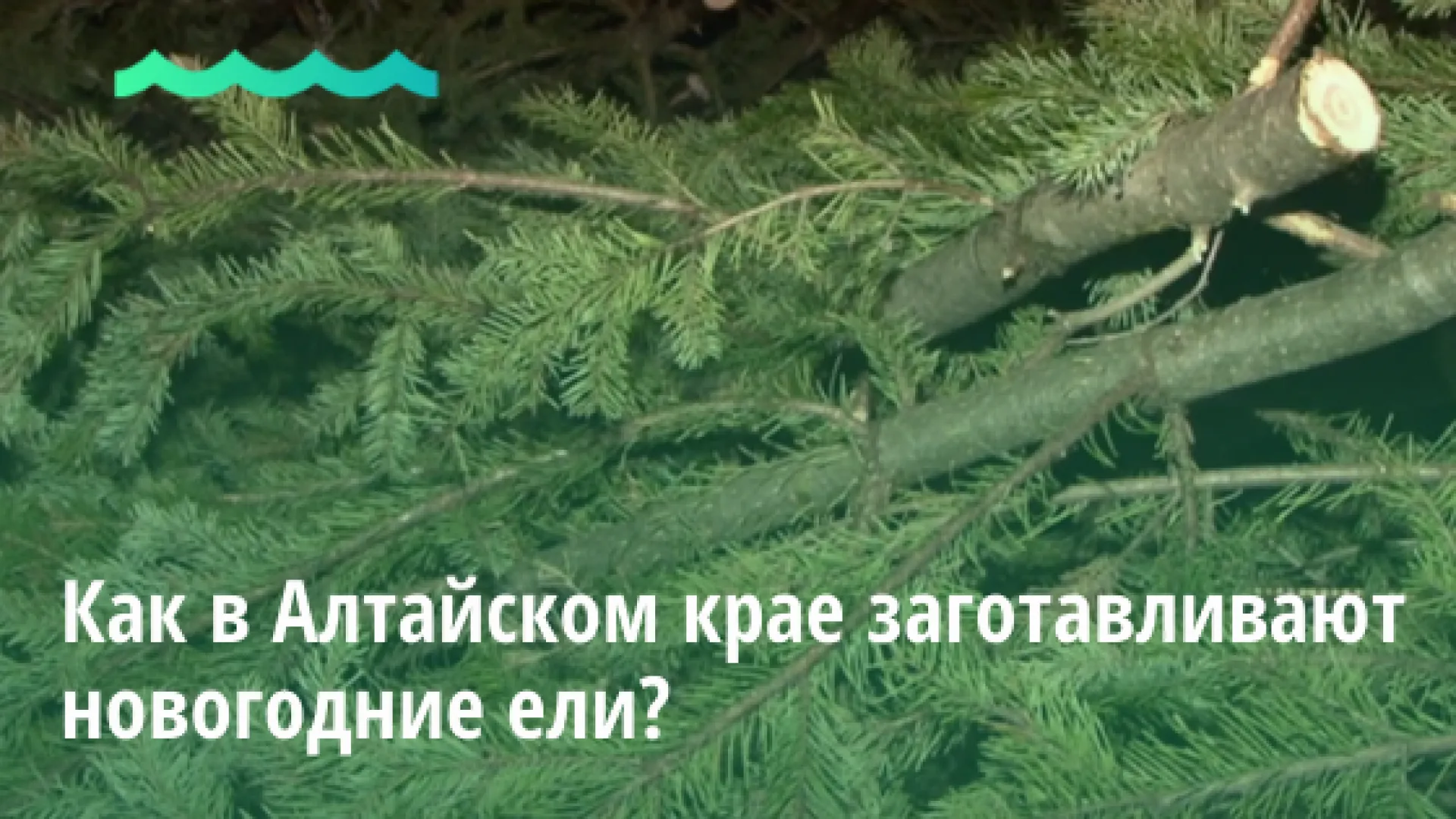 Видео: как в Алтайском крае заготавливают новогодние ели Видео: как в Алтайском крае заготавливают новогодние ели