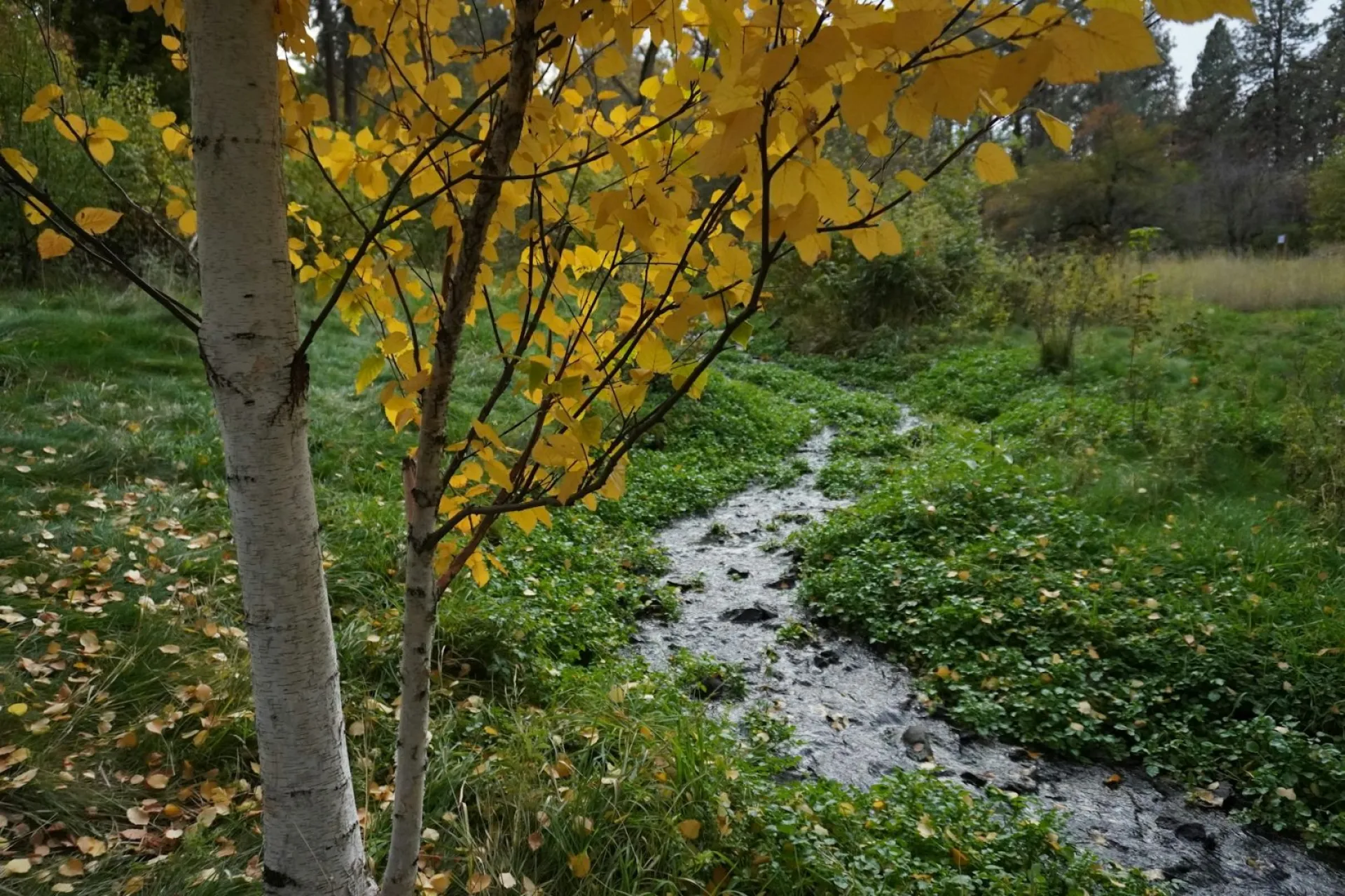 Местами дожди: о погоде в Алтайском крае 2 сентября