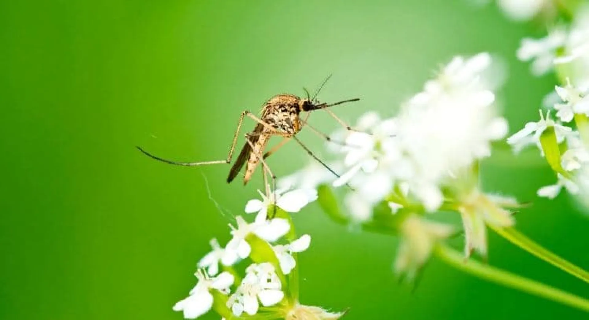 Лукерья Комарница: традиции и приметы на 26 мая Лукерья Комарница: традиции и приметы на 26 мая