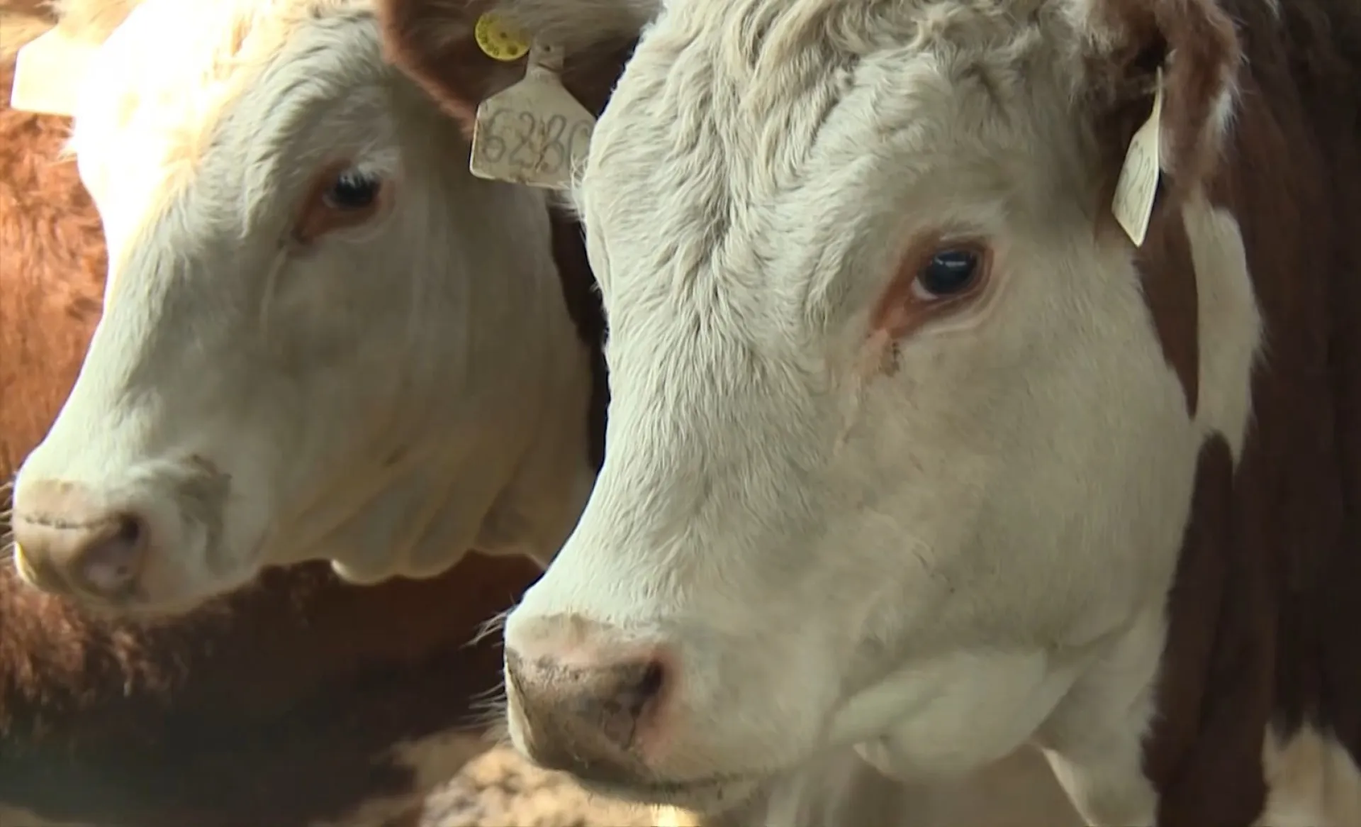 Лучшего оператора машинного доения коров выберут в Алтайском крае Лучшего оператора машинного доения коров выберут в Алтайском крае
