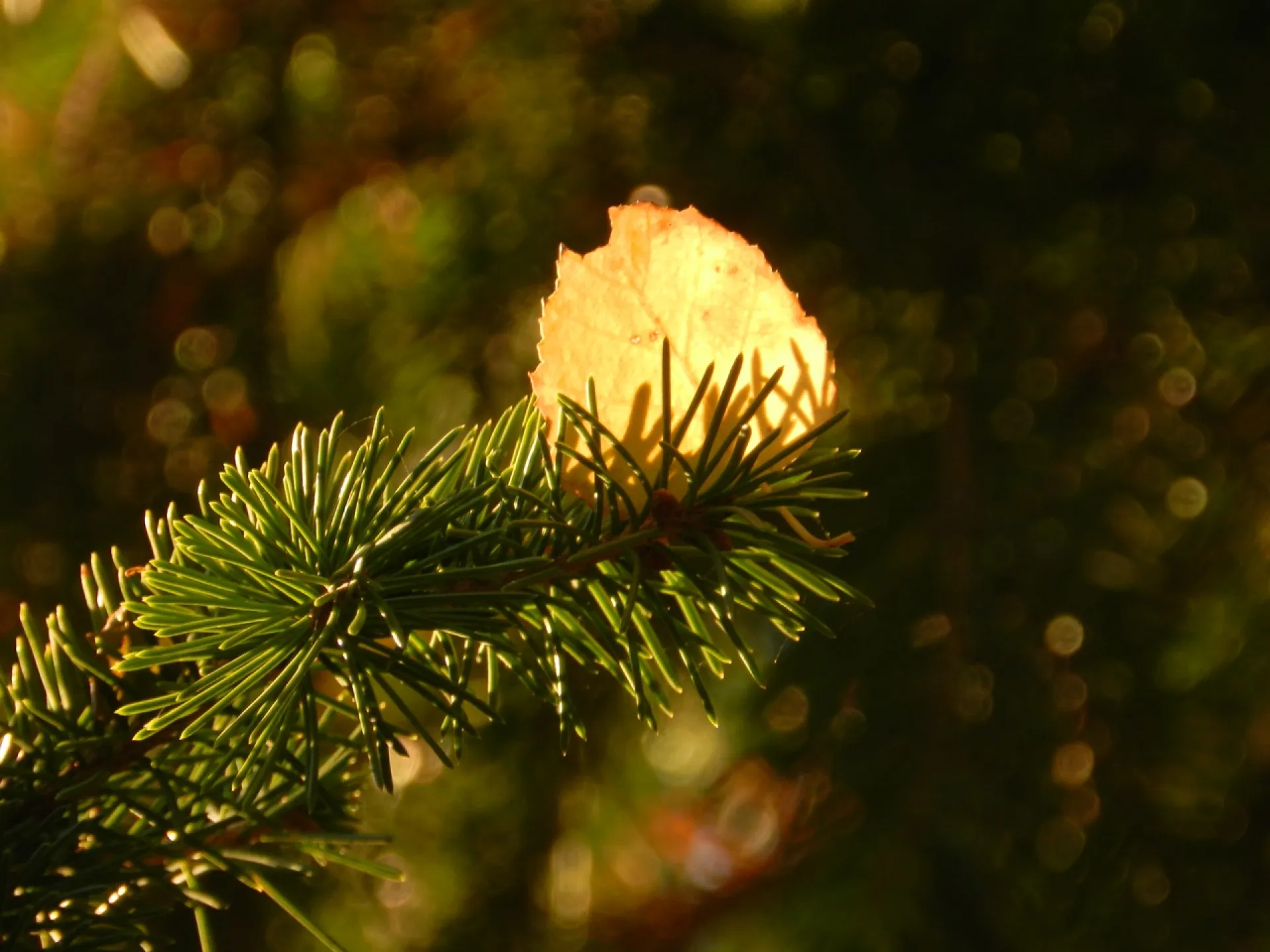 До +20 прогреется воздух в выходные в Алтайском крае До +20 прогреется воздух в выходные в Алтайском крае