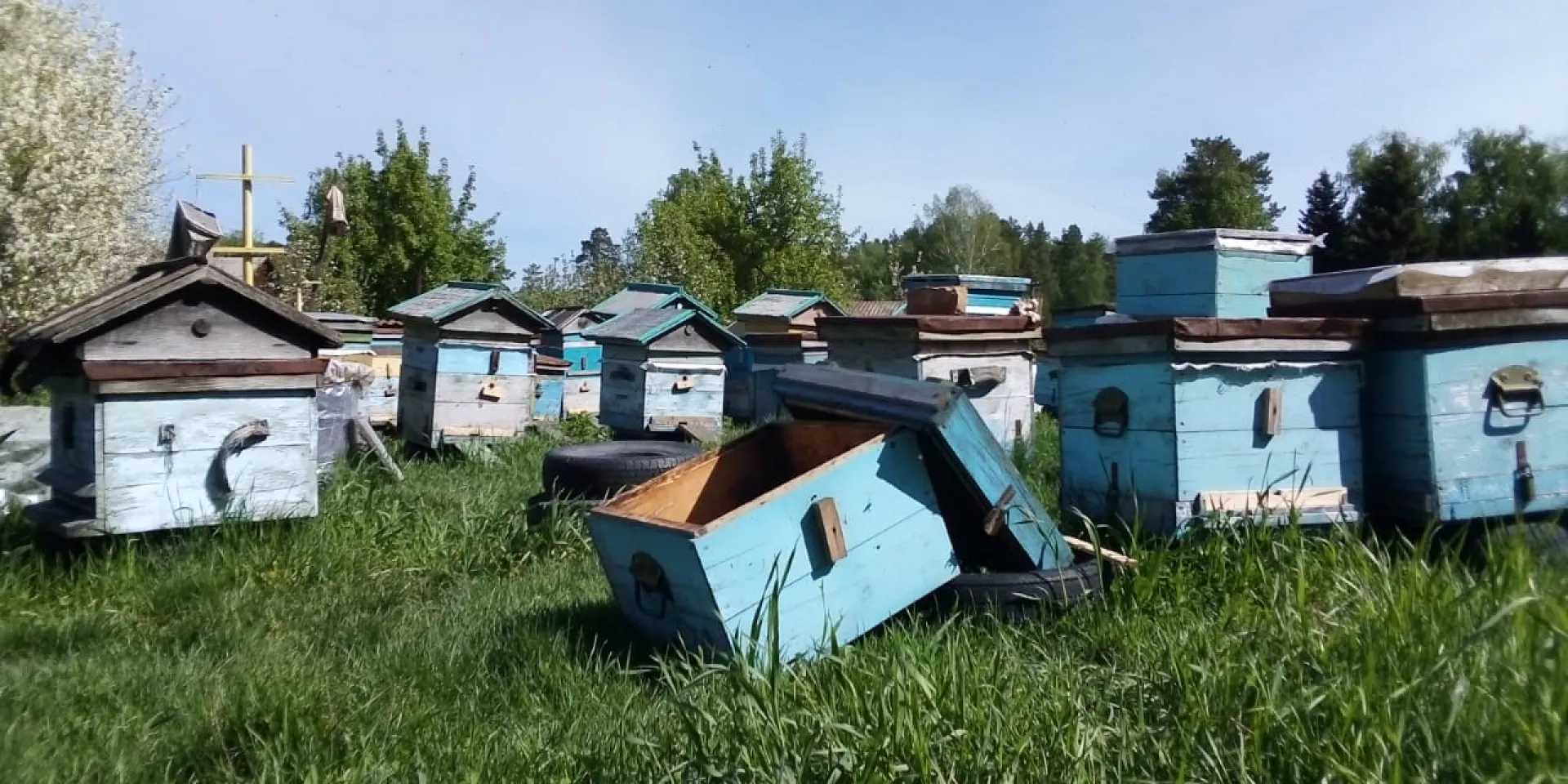 Неизвестные разорили пасеку в алтайском селе Неизвестные разорили пасеку в алтайском селе