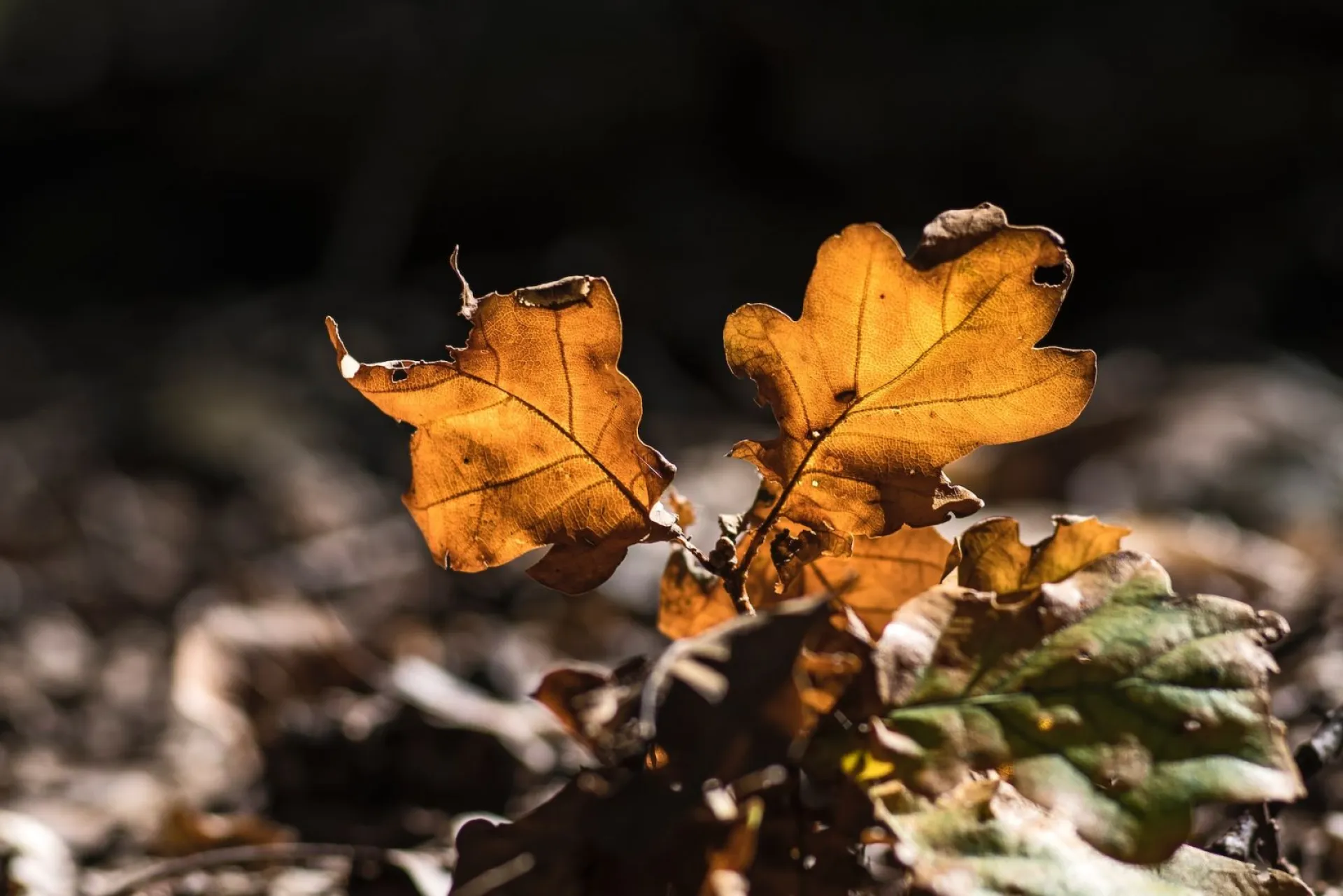 Филиппов день: традиции и приметы на 24 октября