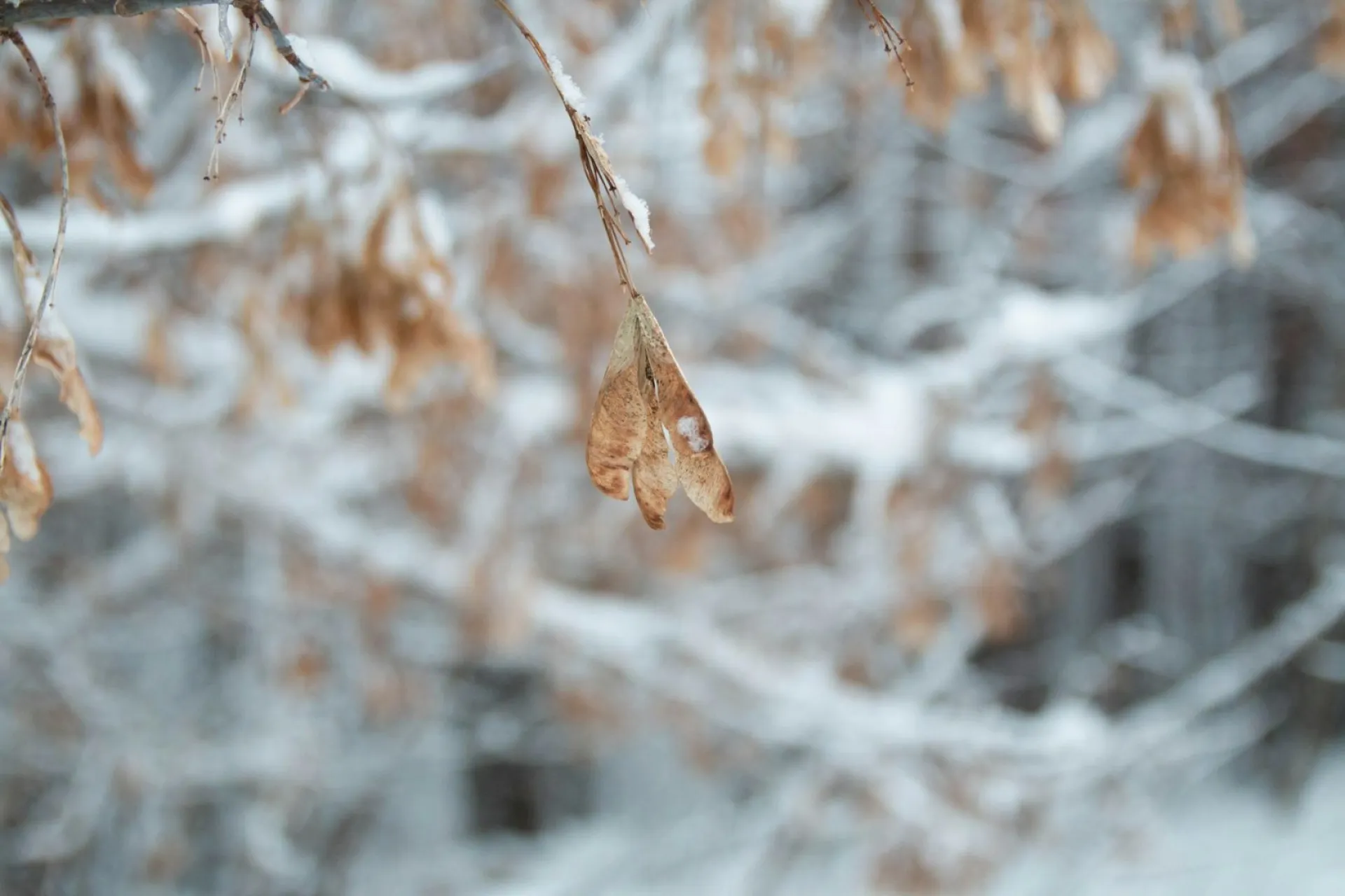 Без осадков: о погоде в Алтайском крае 20 февраля