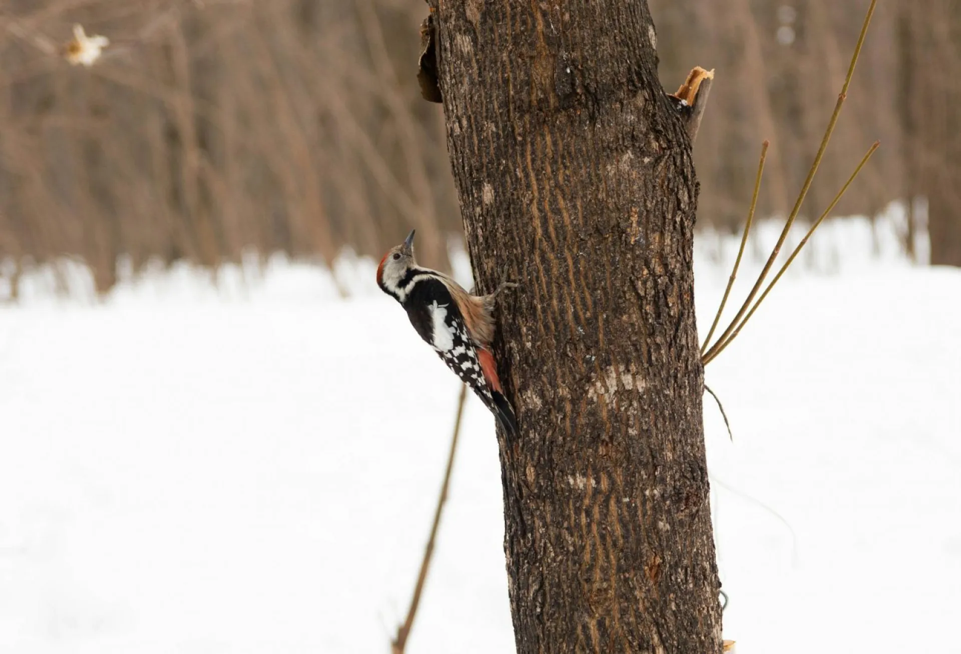 День Луки: традиции и приметы на 20 февраля