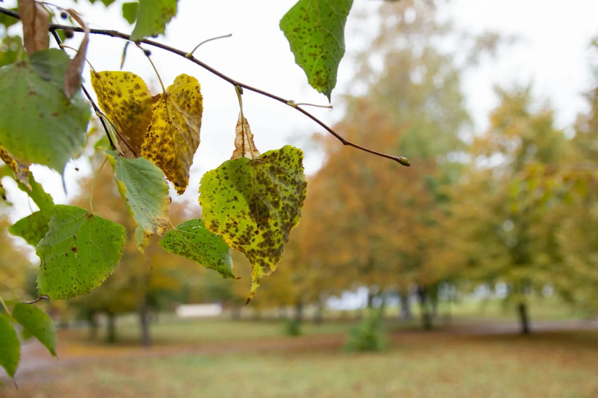 Без осадков: о погоде в Алтайском крае 11 сентября