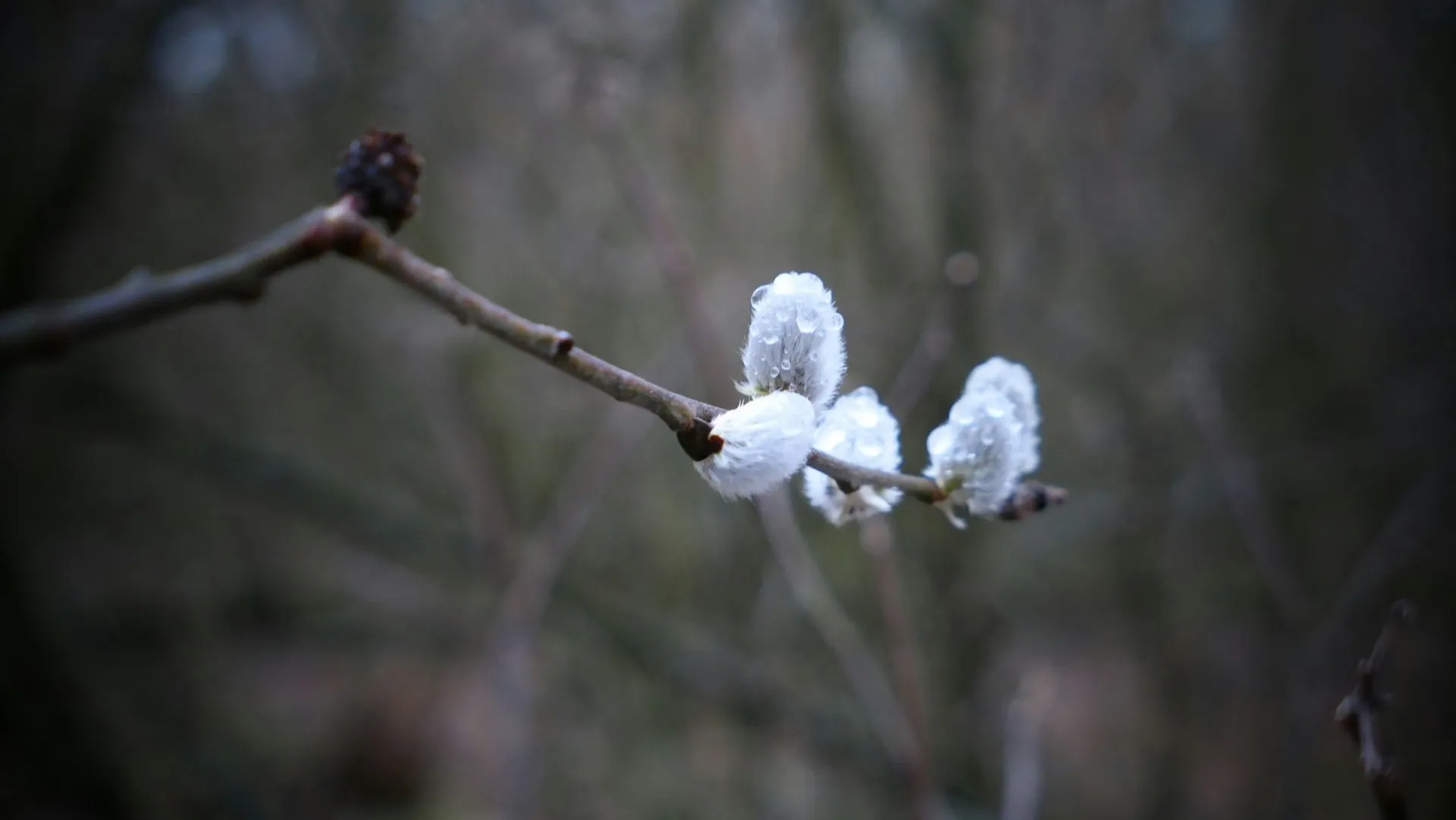 Небольшой дождь: о погоде в Алтайском крае 1 апреля