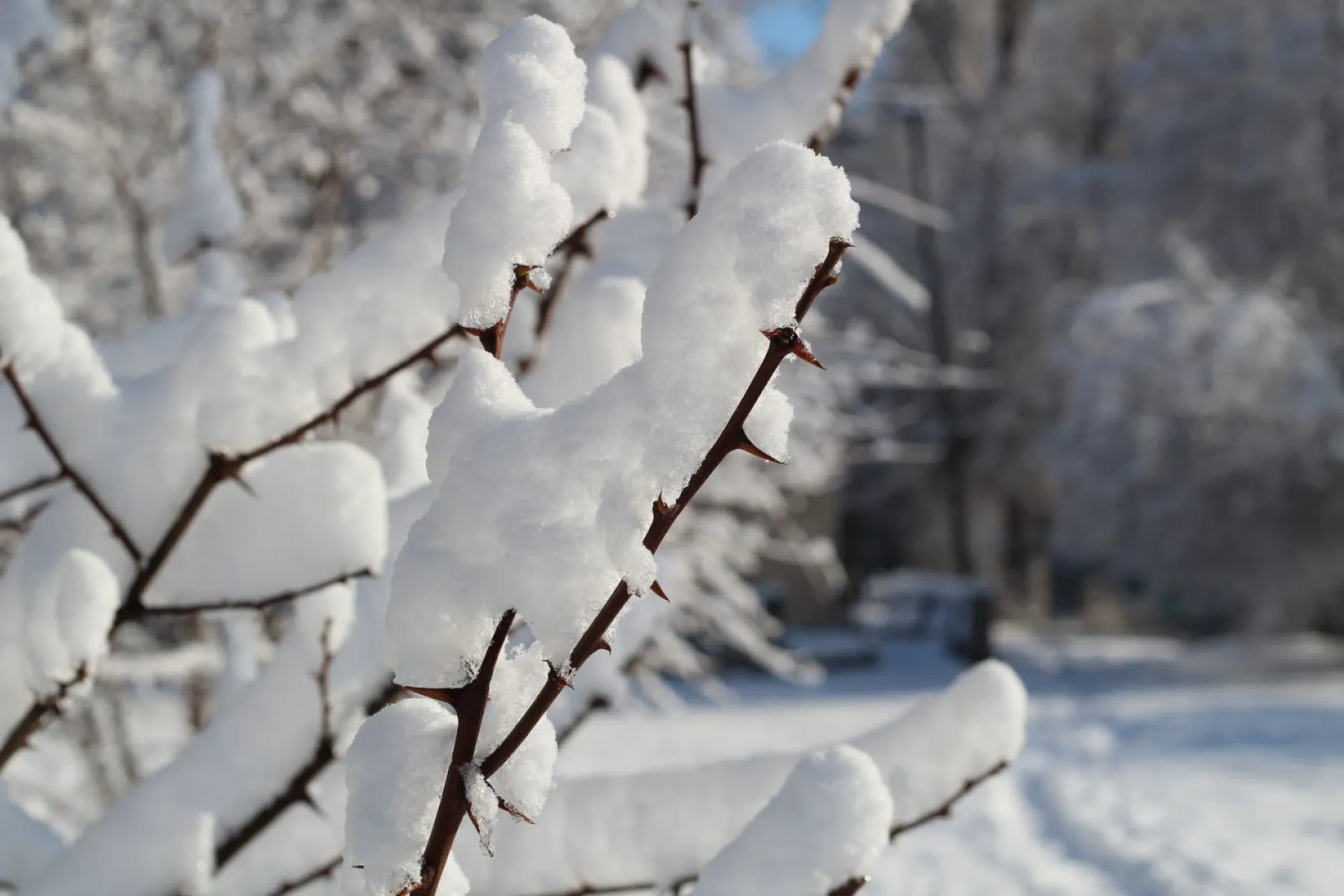 Матрёна зимняя: традиции и приметы на 22 ноября