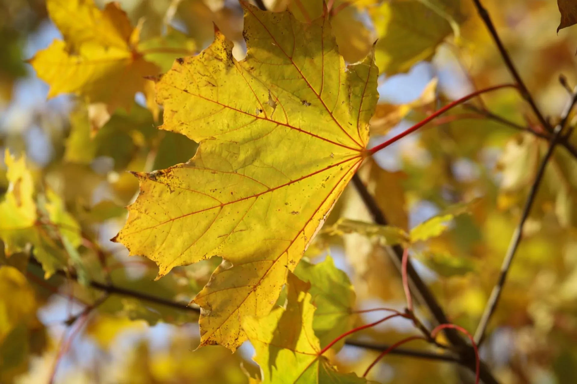 Луков день: традиции и приметы на 20 сентября