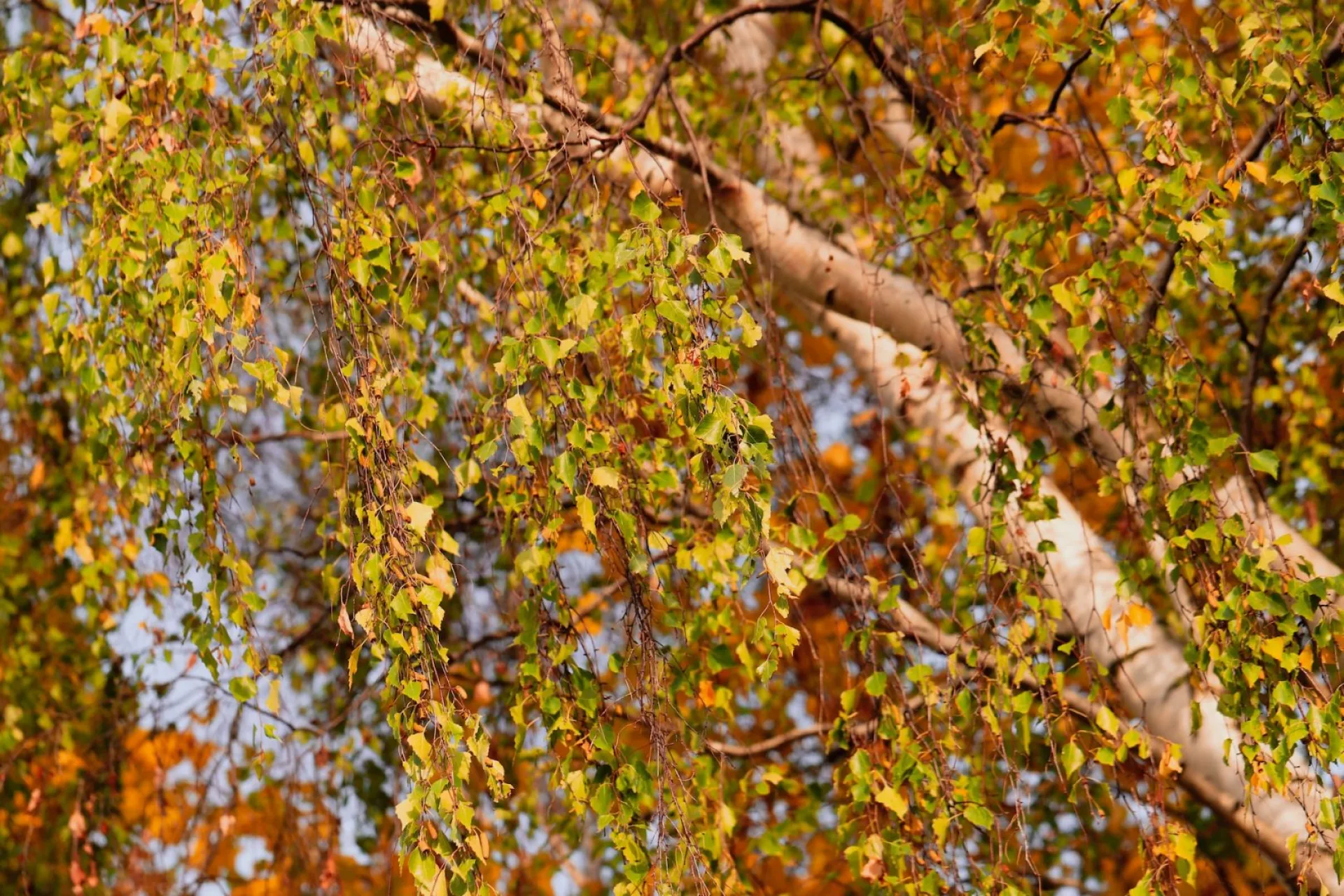 Михайлов день: традиции и приметы на 19 сентября Михайлов день: традиции и приметы на 19 сентября