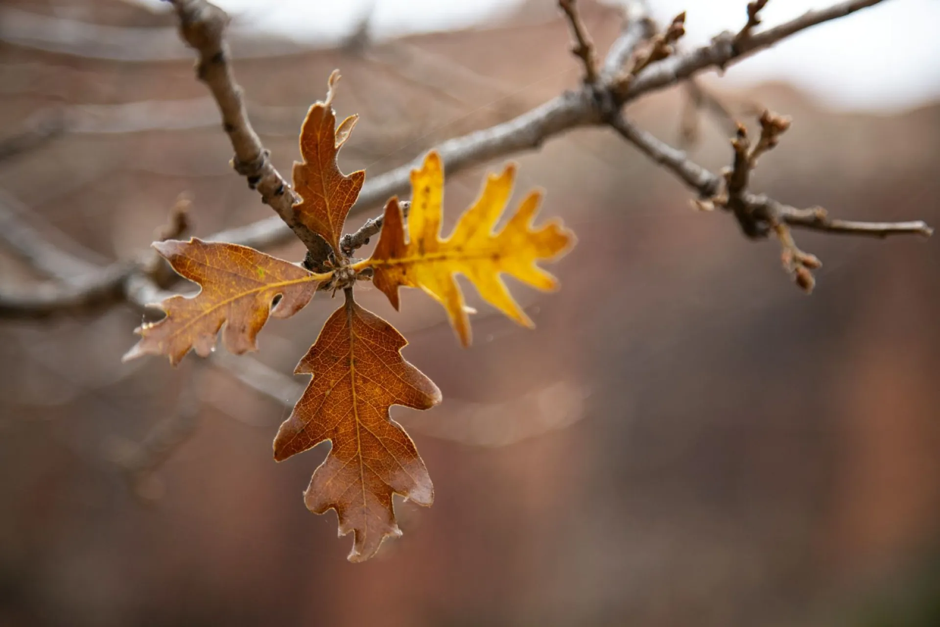 До +5: о погоде в Алтайском крае 18 октября До +5: о погоде в Алтайском крае 18 октября