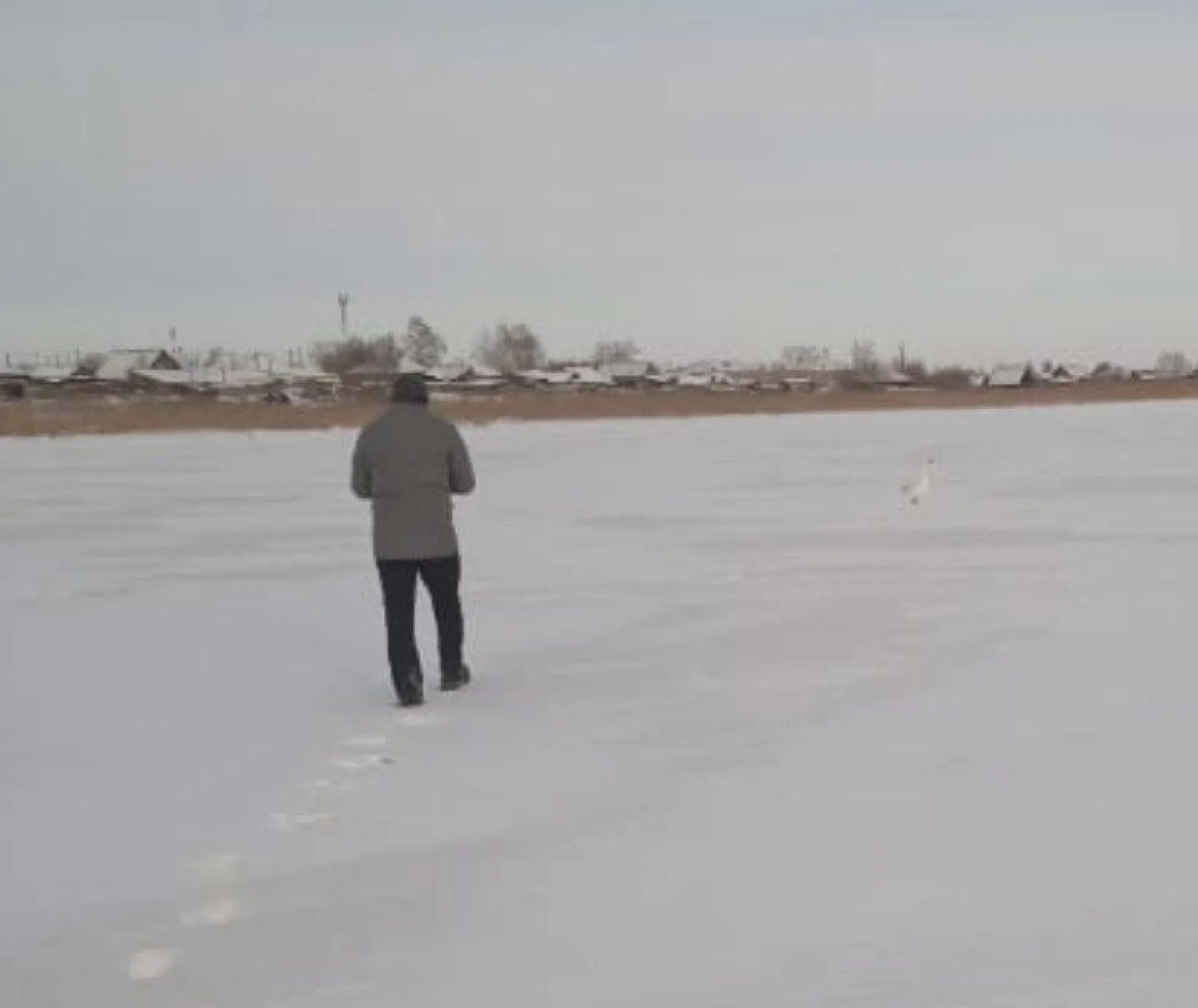 Хозяина гуся разыскивают в Алтайском крае
