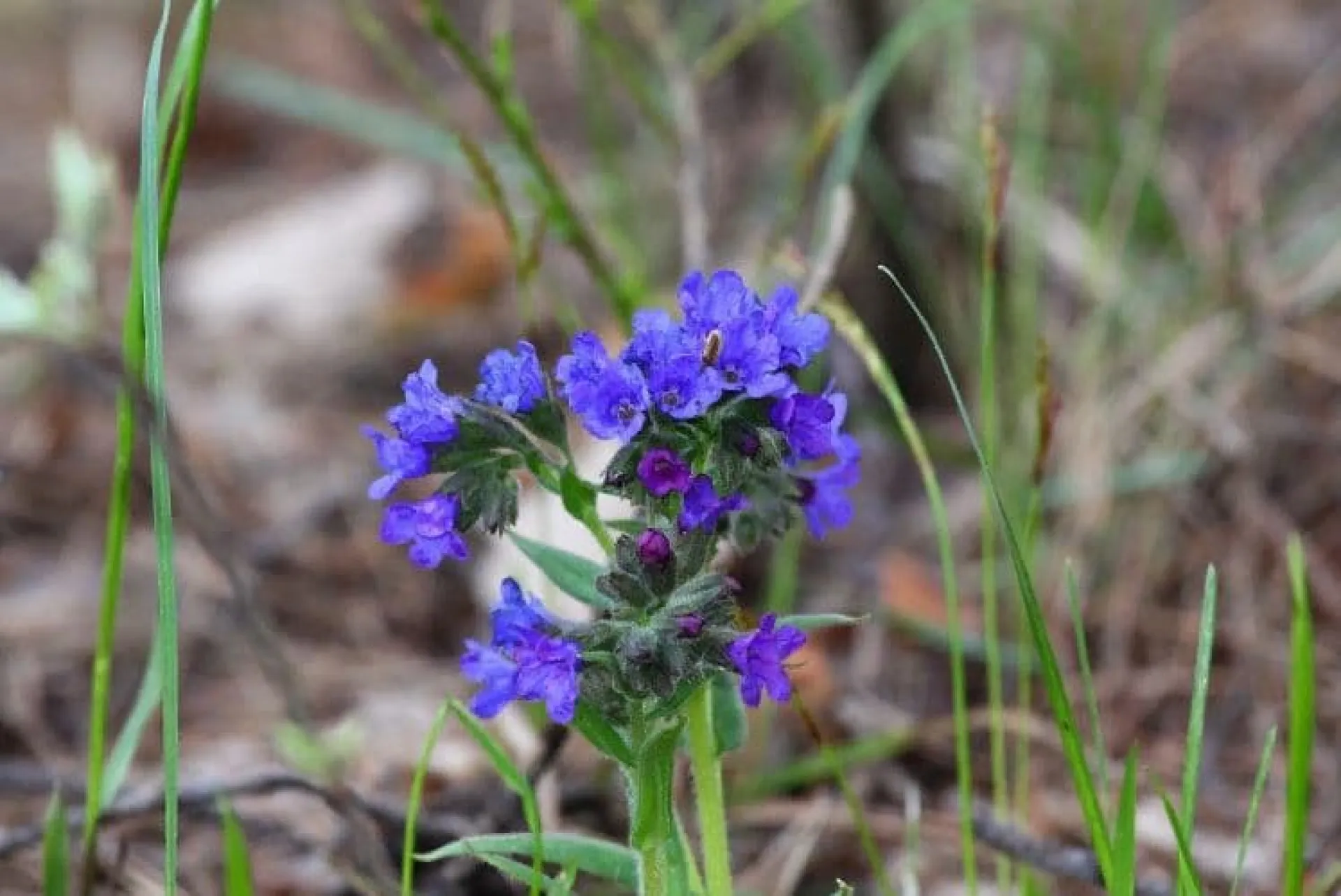 Фомаида Медуница: традиции и приметы на 26 апреля Фомаида Медуница: традиции и приметы на 26 апреля
