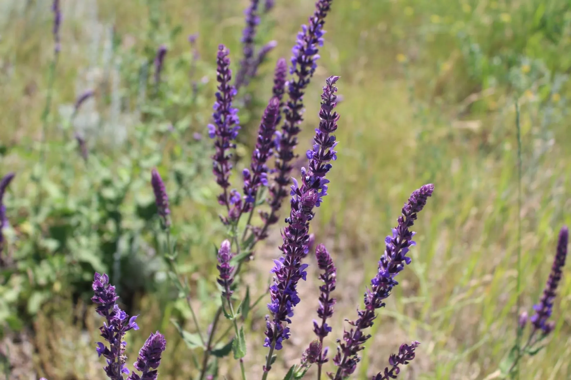 Борис и Глеб: традиции и приметы на 6 августа Борис и Глеб: традиции и приметы на 6 августа