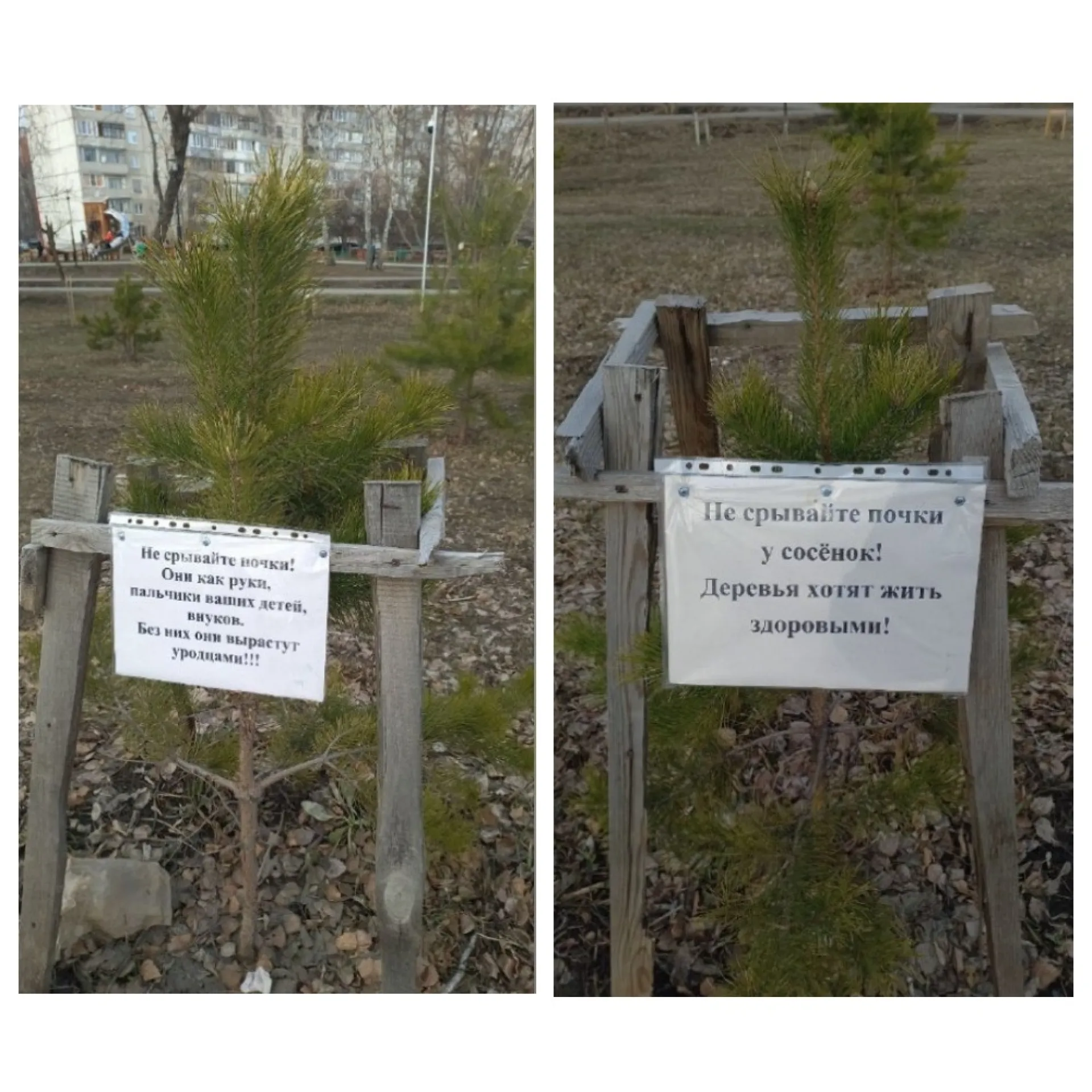 Барнаульцы пытаются спасти молодые сосны от вандализма пенсионеров Барнаульцы пытаются спасти молодые сосны от вандализма пенсионеров