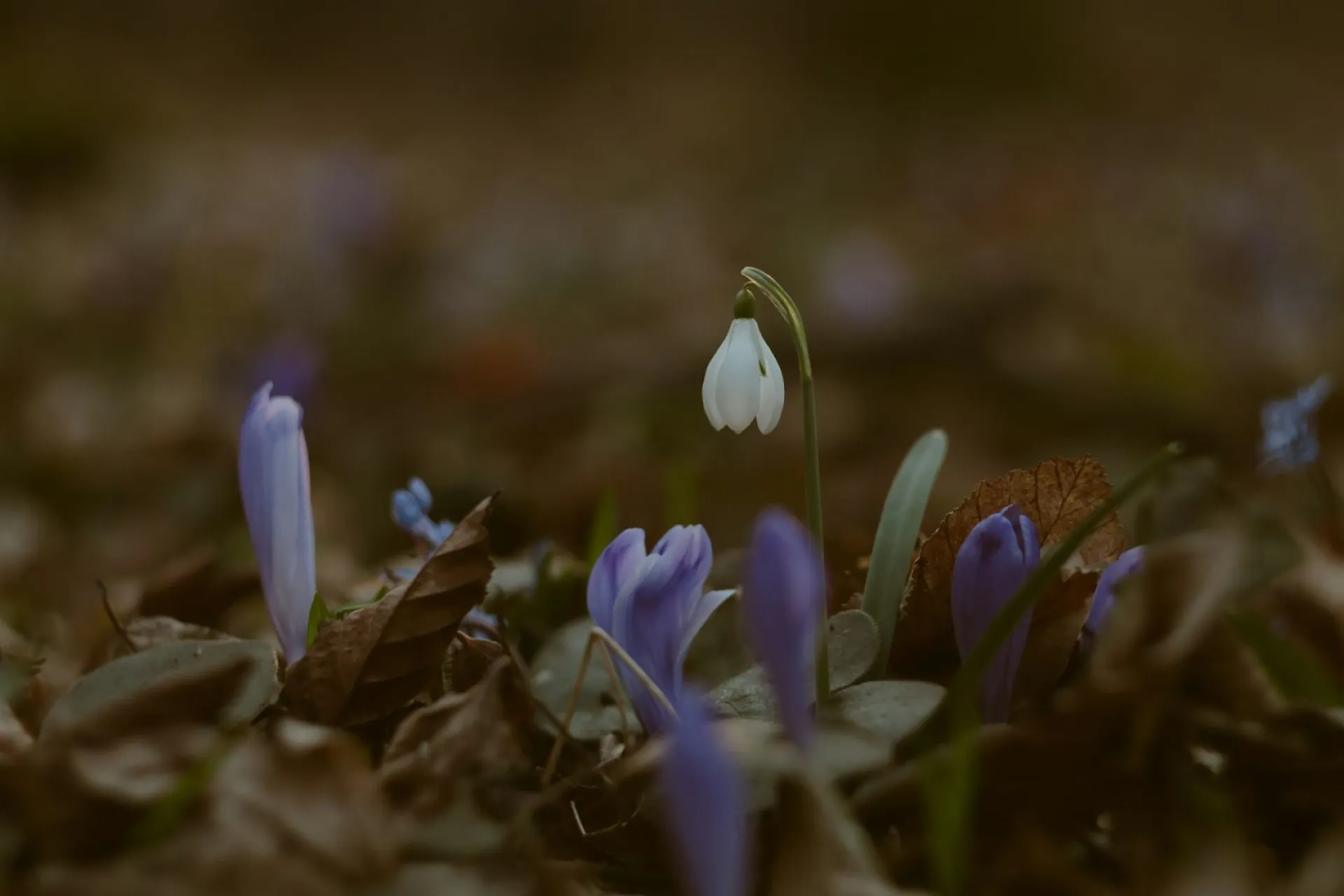 Терентий маревный: традиции и приметы на 23 апреля Терентий маревный: традиции и приметы на 23 апреля