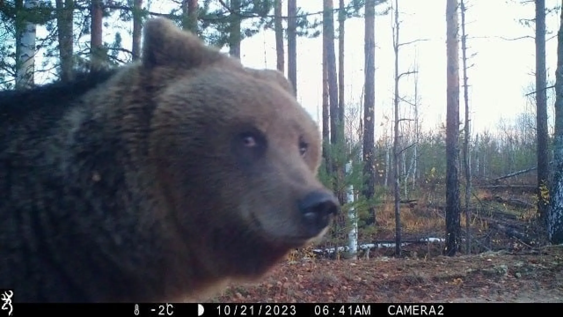 «Косолапой Джокондой» прозвали загадочно улыбнувшегося в фотоловушку медведя из российского заповедника