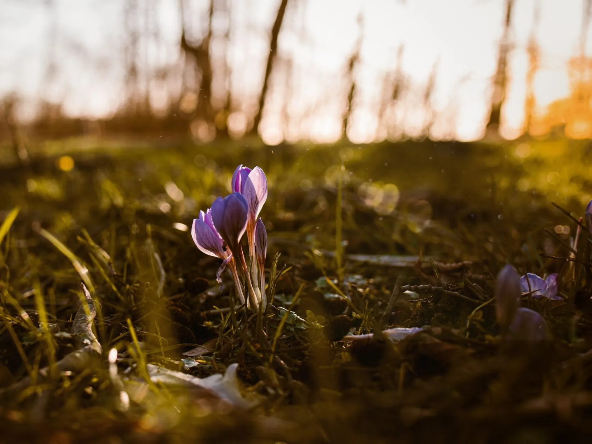 Зосима Пчельник: традиции и приметы на 30 апреля Зосима Пчельник: традиции и приметы на 30 апреля