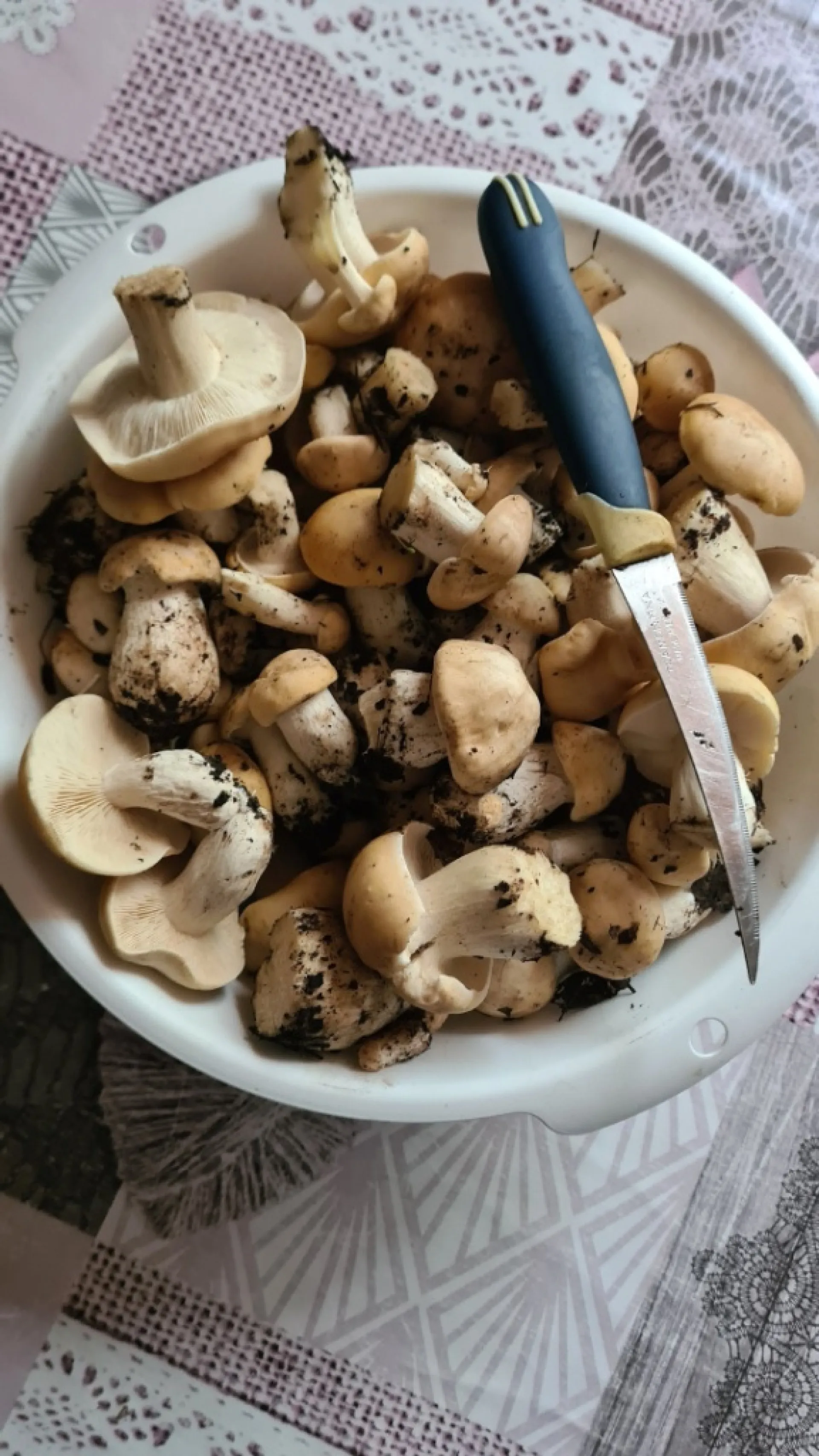Грибники Алтайского края делятся богатым уловом