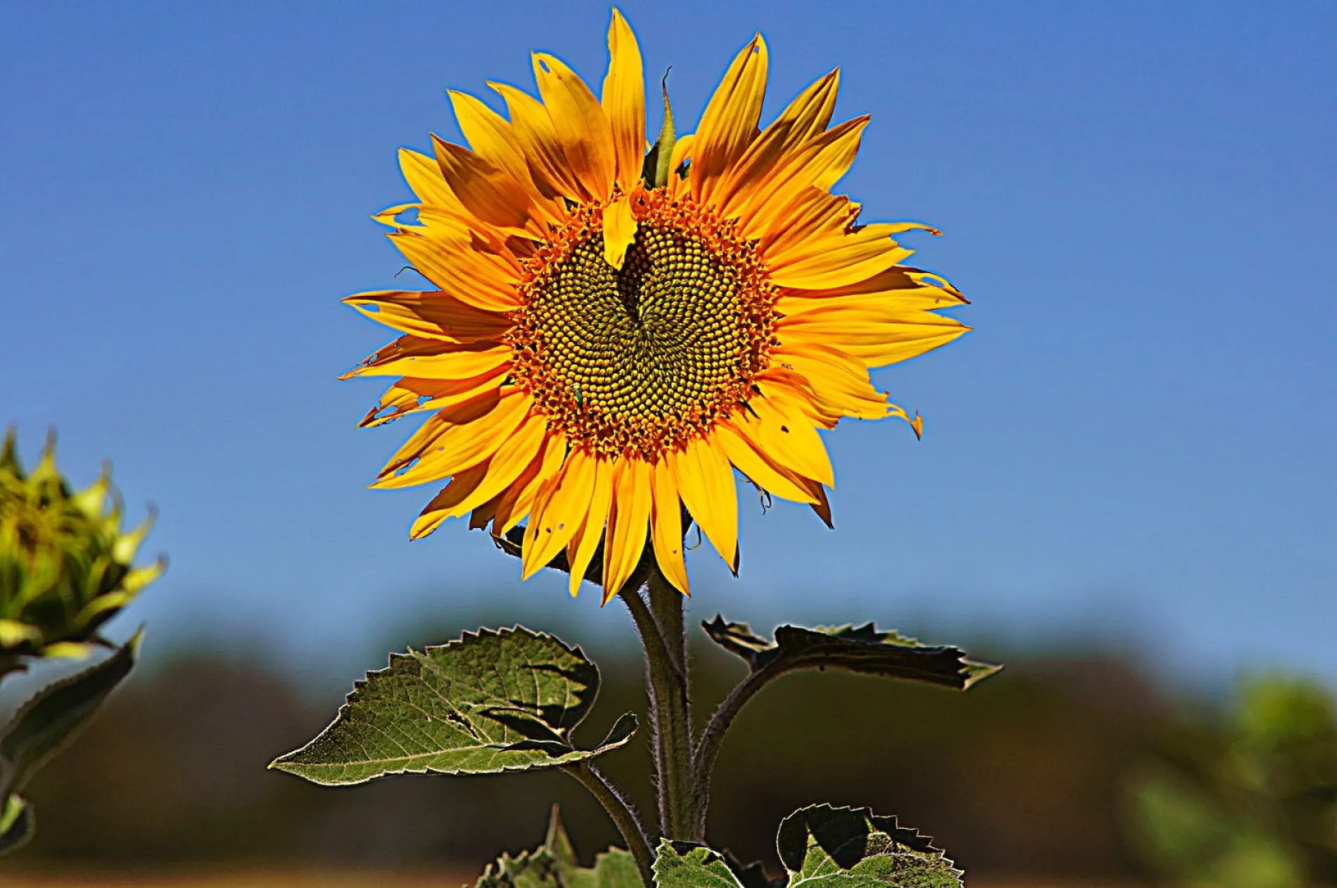 До +30: о погоде в Алтайском крае 6 августа До +30: о погоде в Алтайском крае 6 августа