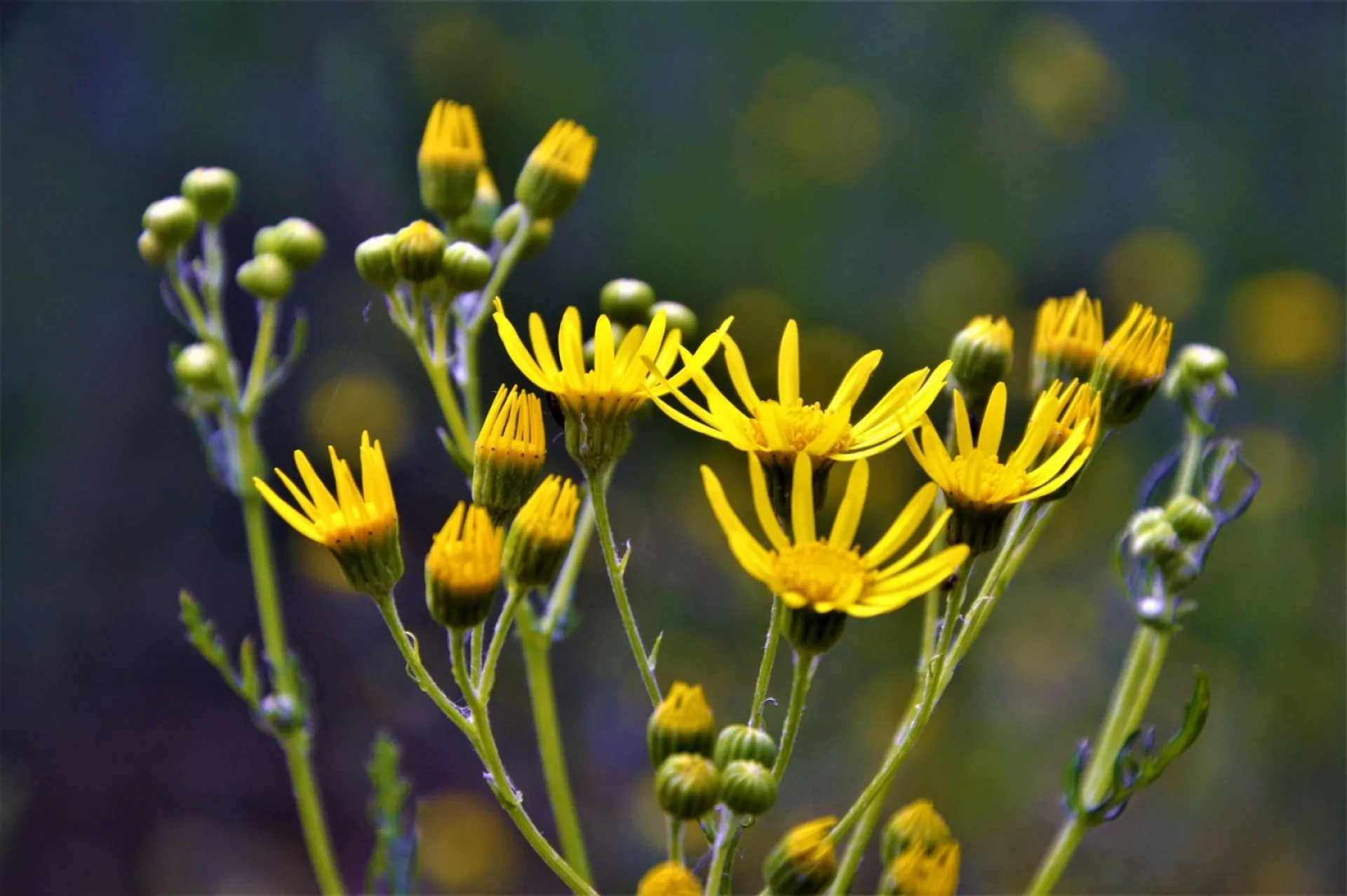 Борис и Глеб Летние: традиции и приметы на 6 августа Борис и Глеб Летние: традиции и приметы на 6 августа