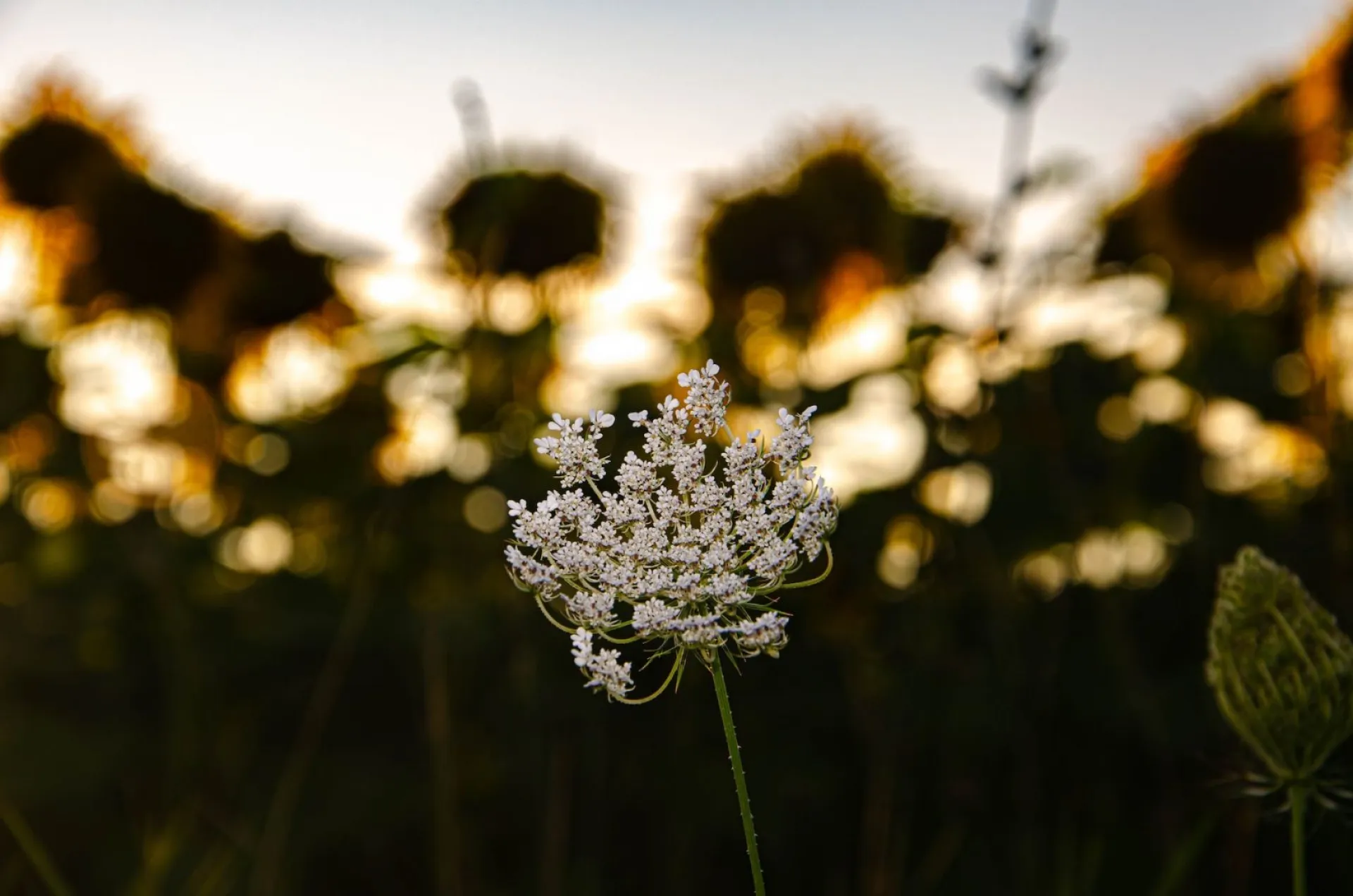 Евдокимов день: традиции и приметы на 13 августа Евдокимов день: традиции и приметы на 13 августа