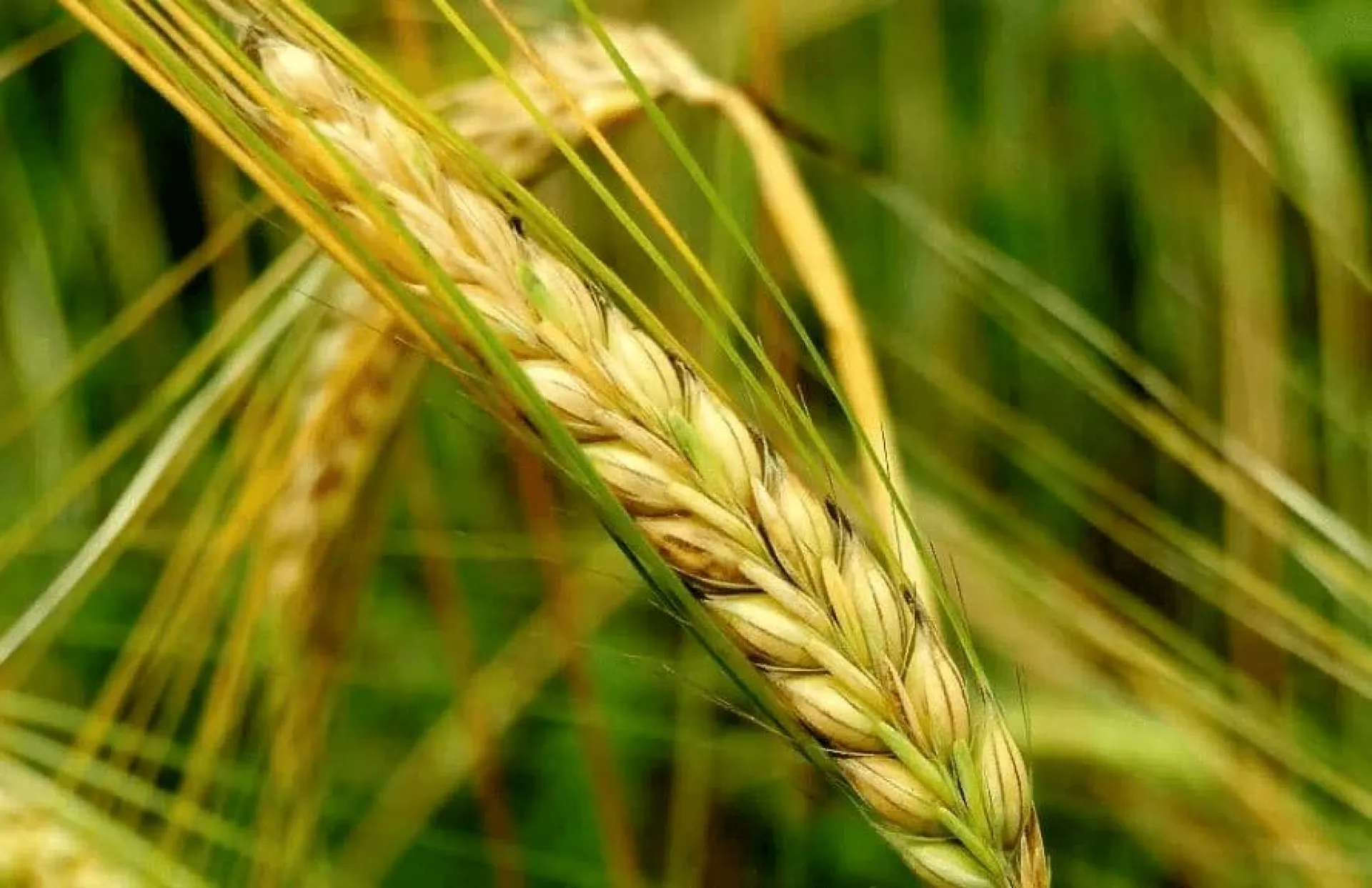 Федосья Колосяница: традиции и приметы на 11 июня Федосья Колосяница: традиции и приметы на 11 июня