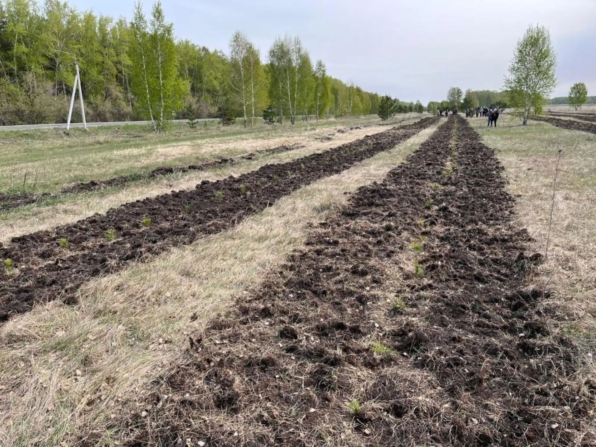 Весенние посадки леса завершились в Алтайском крае 