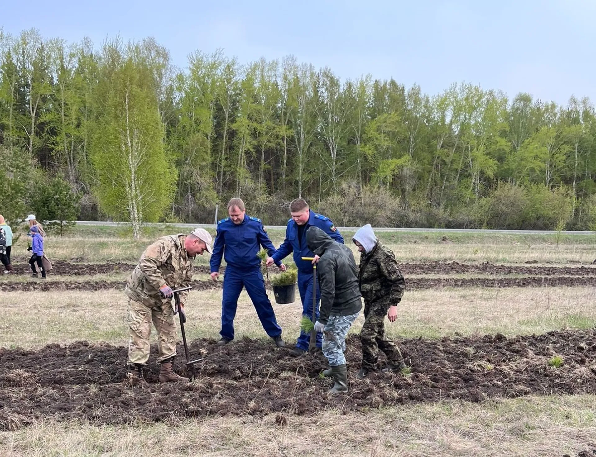 Свыше 550 тысяч сеянцев высадили в Алтайском крае Свыше 550 тысяч сеянцев высадили в Алтайском крае