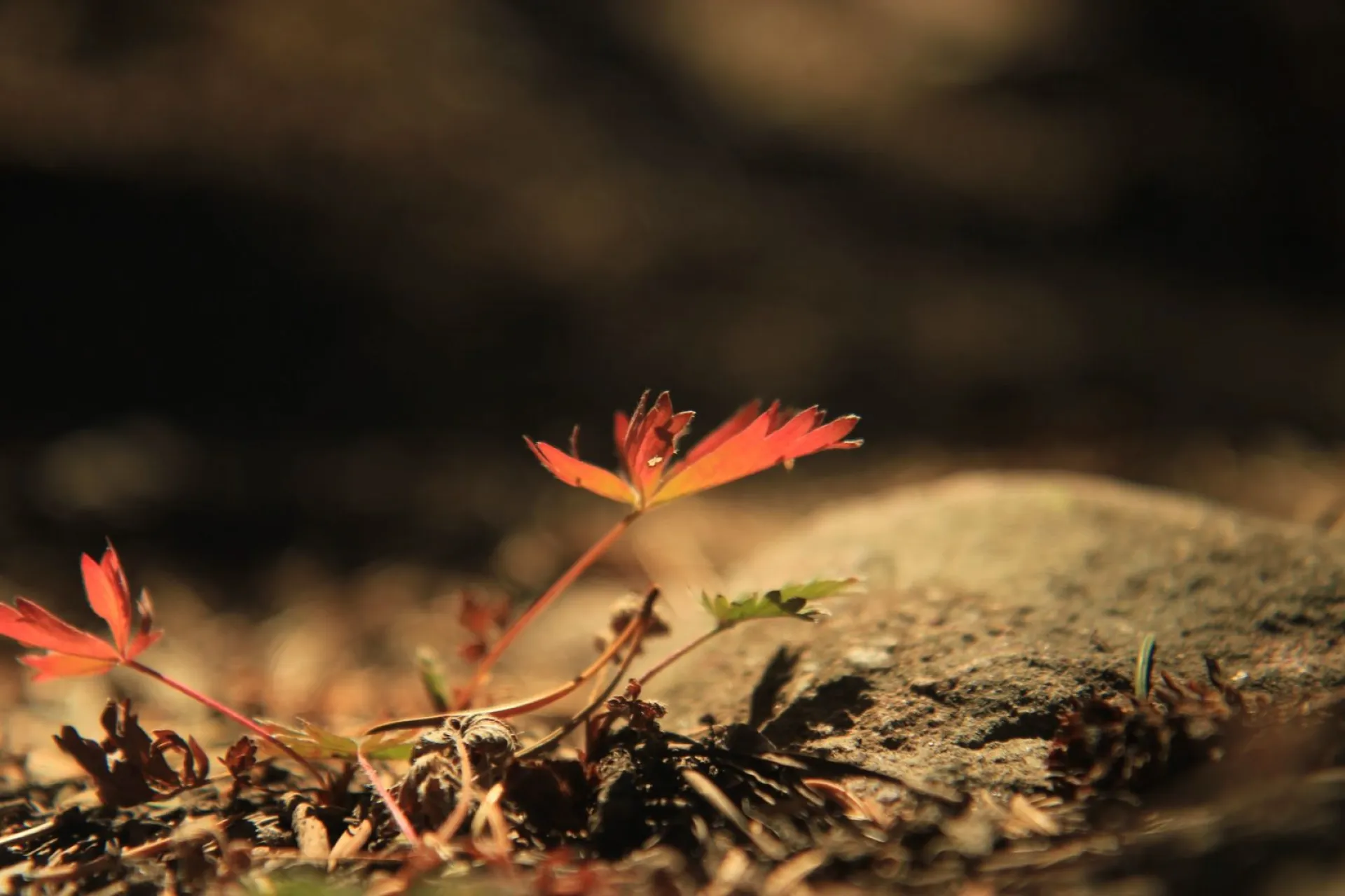Параскева Пятница: традиции и приметы на 27 октября