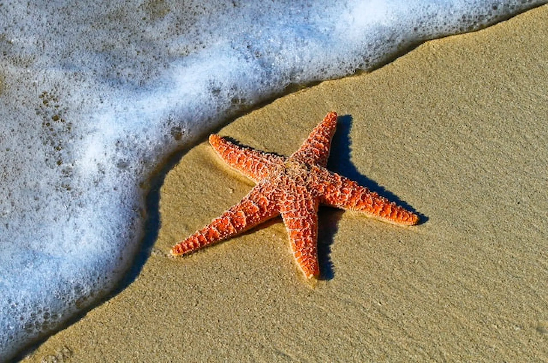 Учёные нашли голову у морской звезды Учёные нашли голову у морской звезды