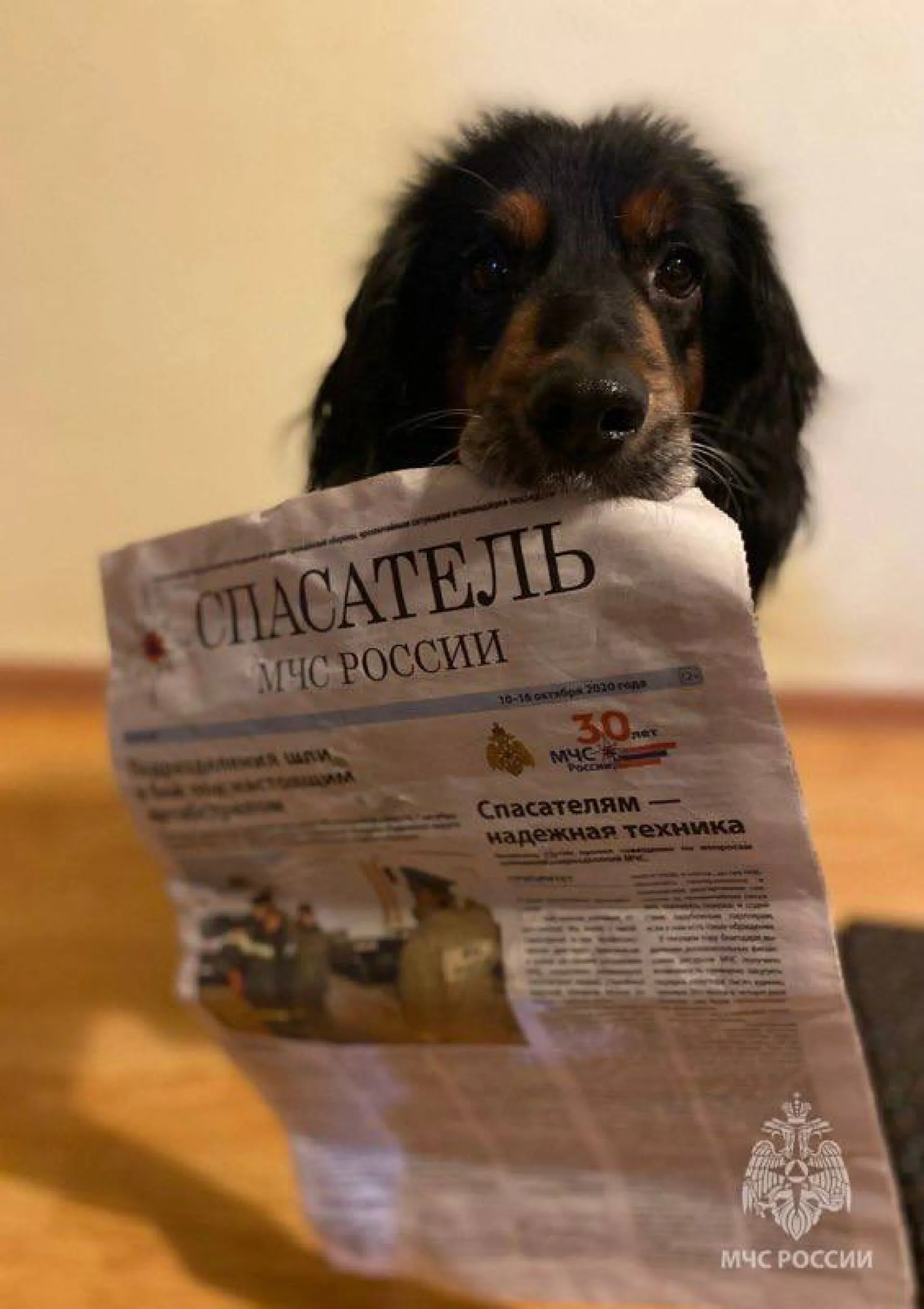 Сибирские спасатели проводили на пенсию собаку
