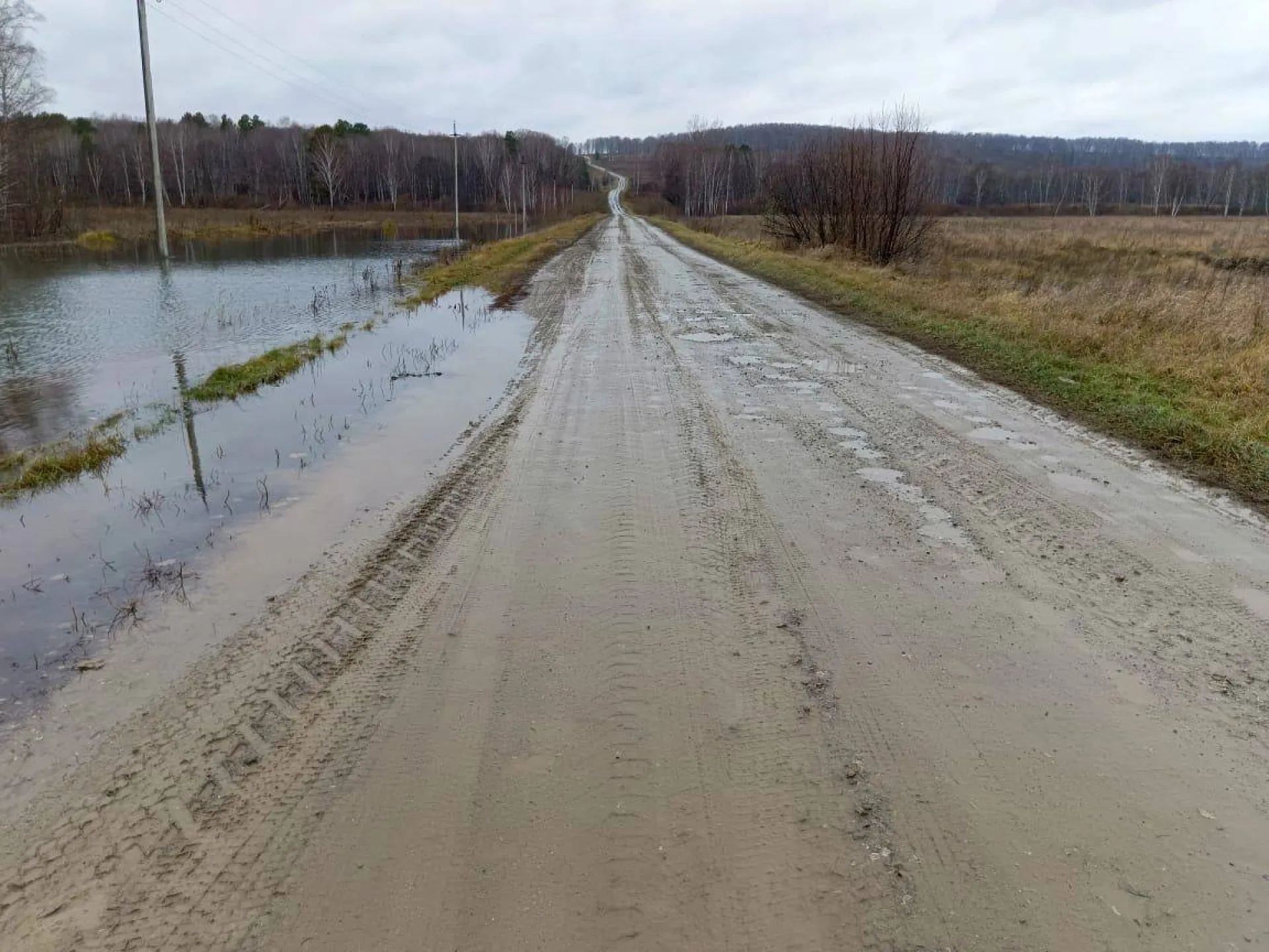 Бобры оставили без электричества два новосибирских села