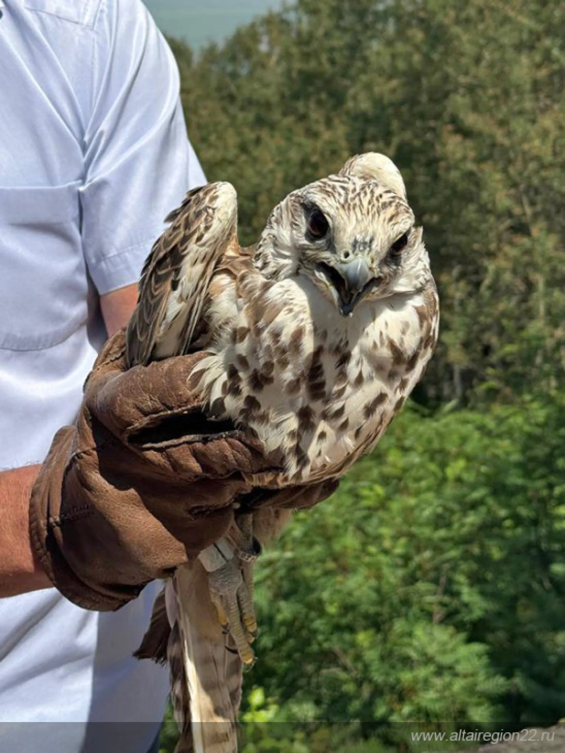 Семь краснокнижных птиц выпустили на волю в Алтайском крае Семь краснокнижных птиц выпустили на волю в Алтайском крае