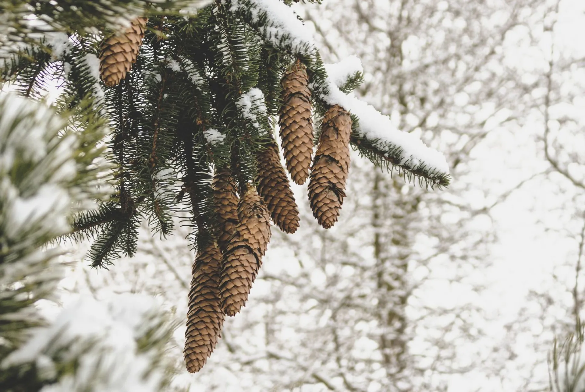 До -5: о погоде в Алтайском крае 25 декабря